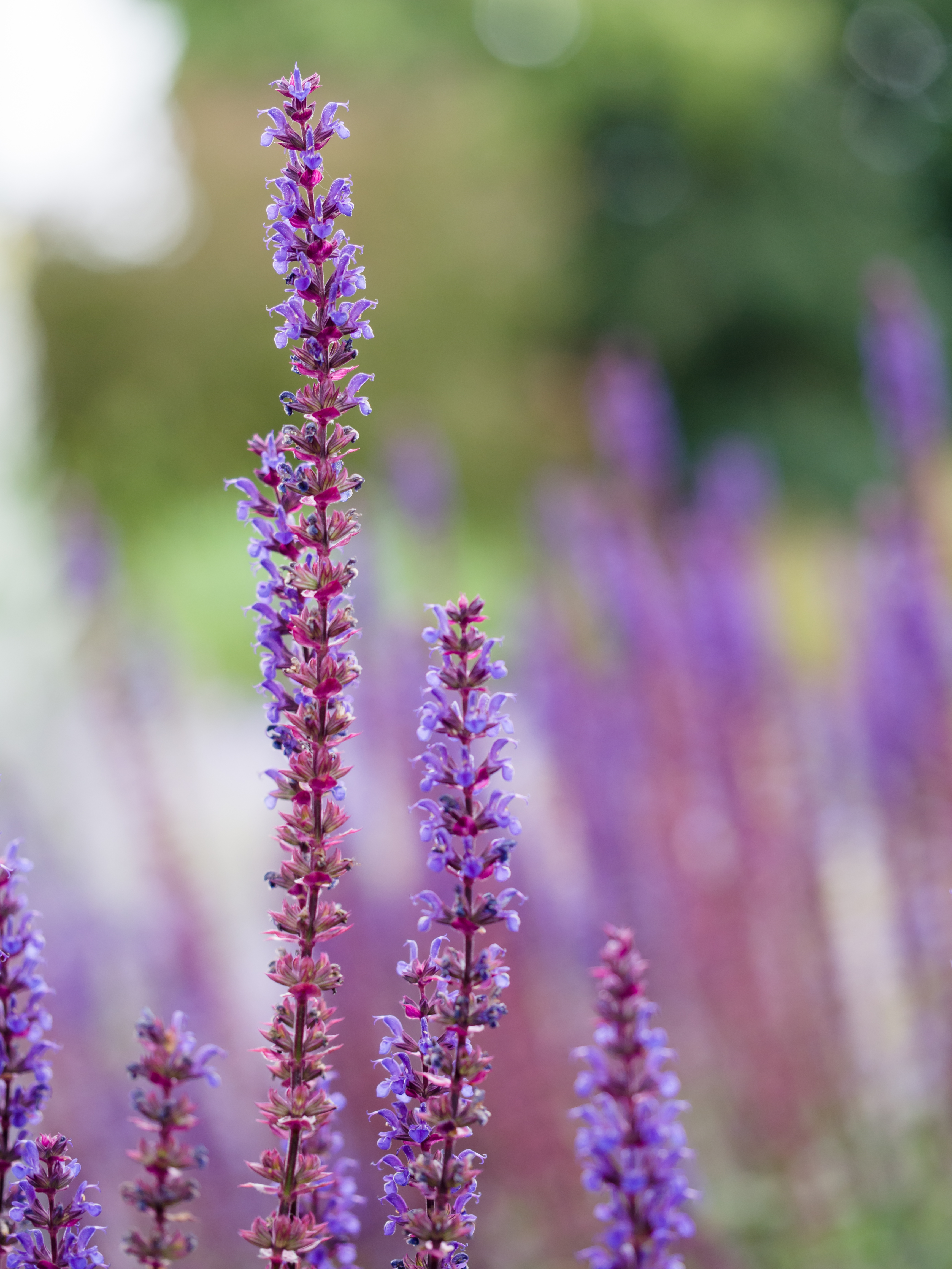 Tall purple flowers (14234805299)