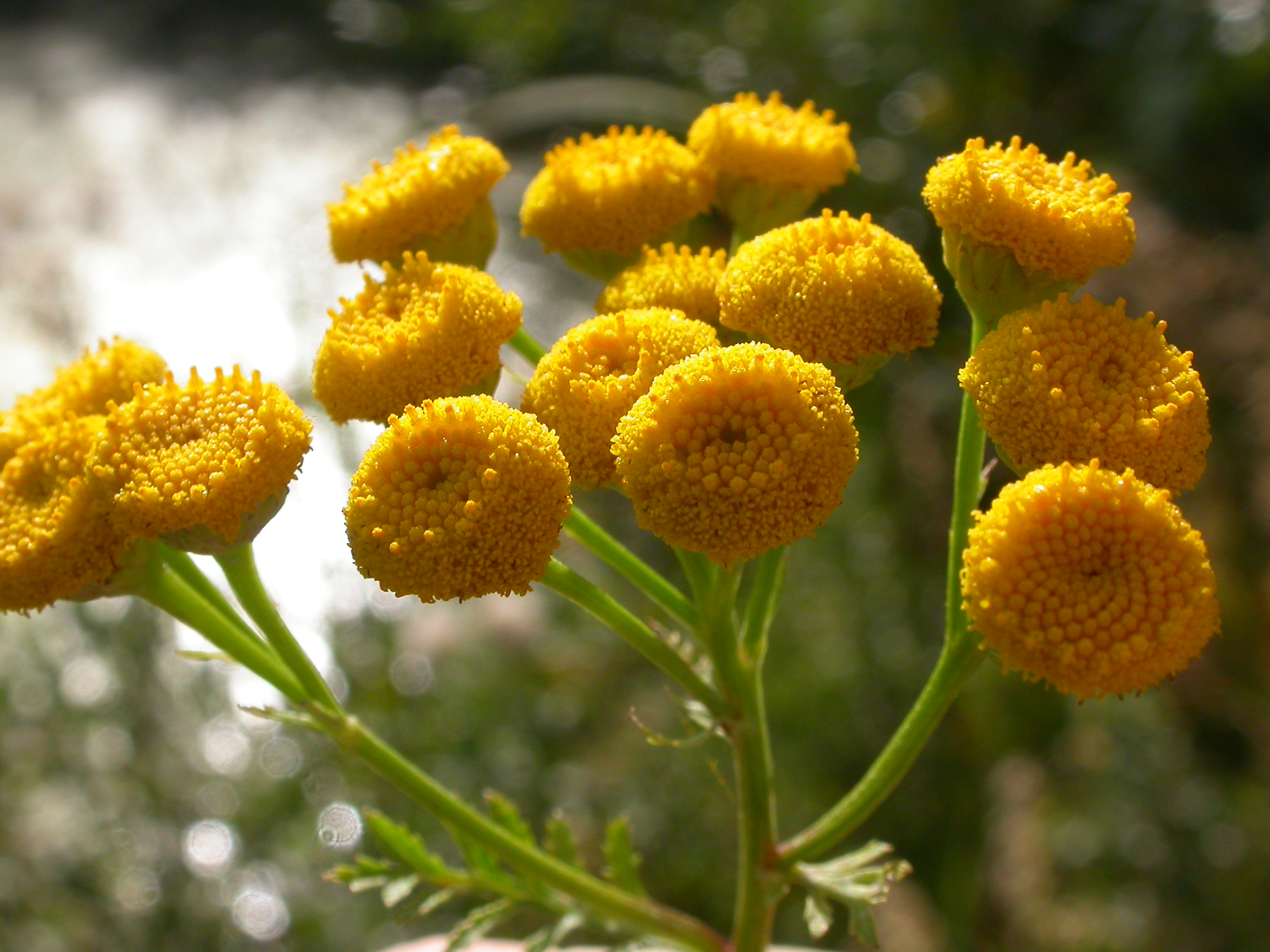 Tanacetum vulgare (4536289881)