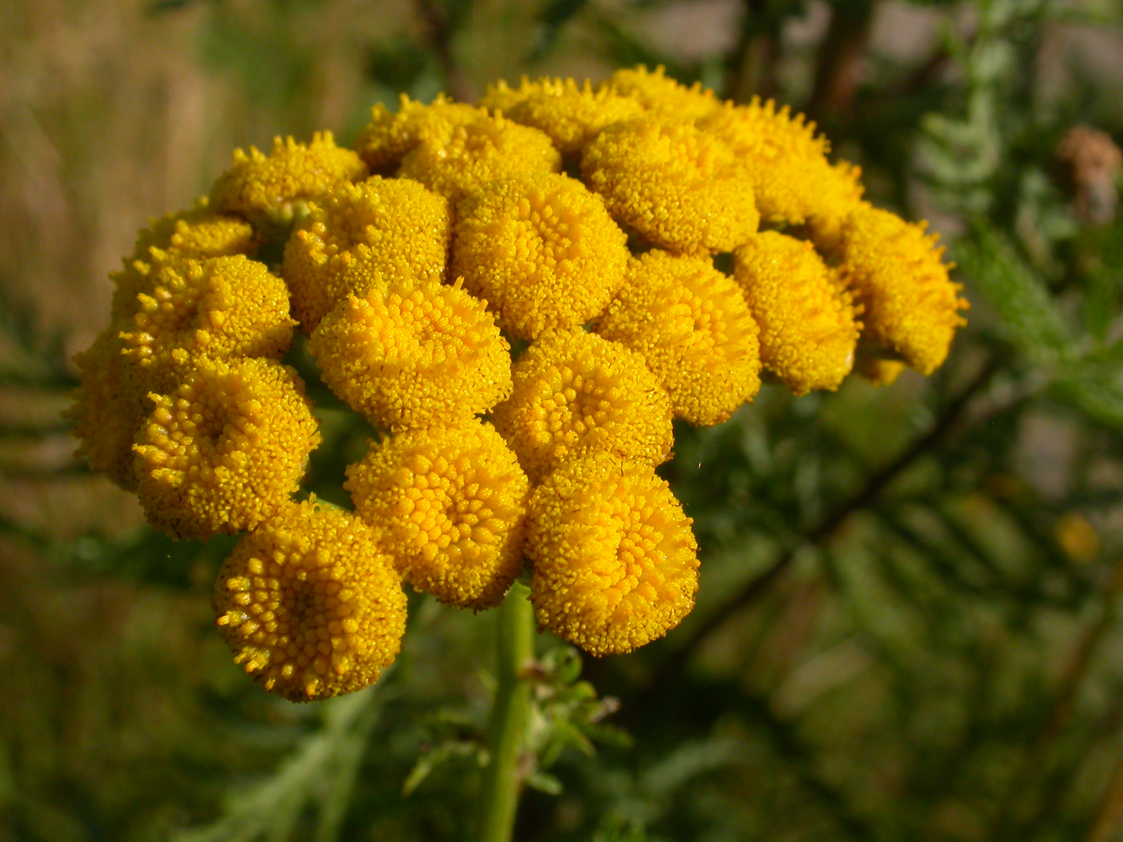 Tanacetum vulgare (4536292251)