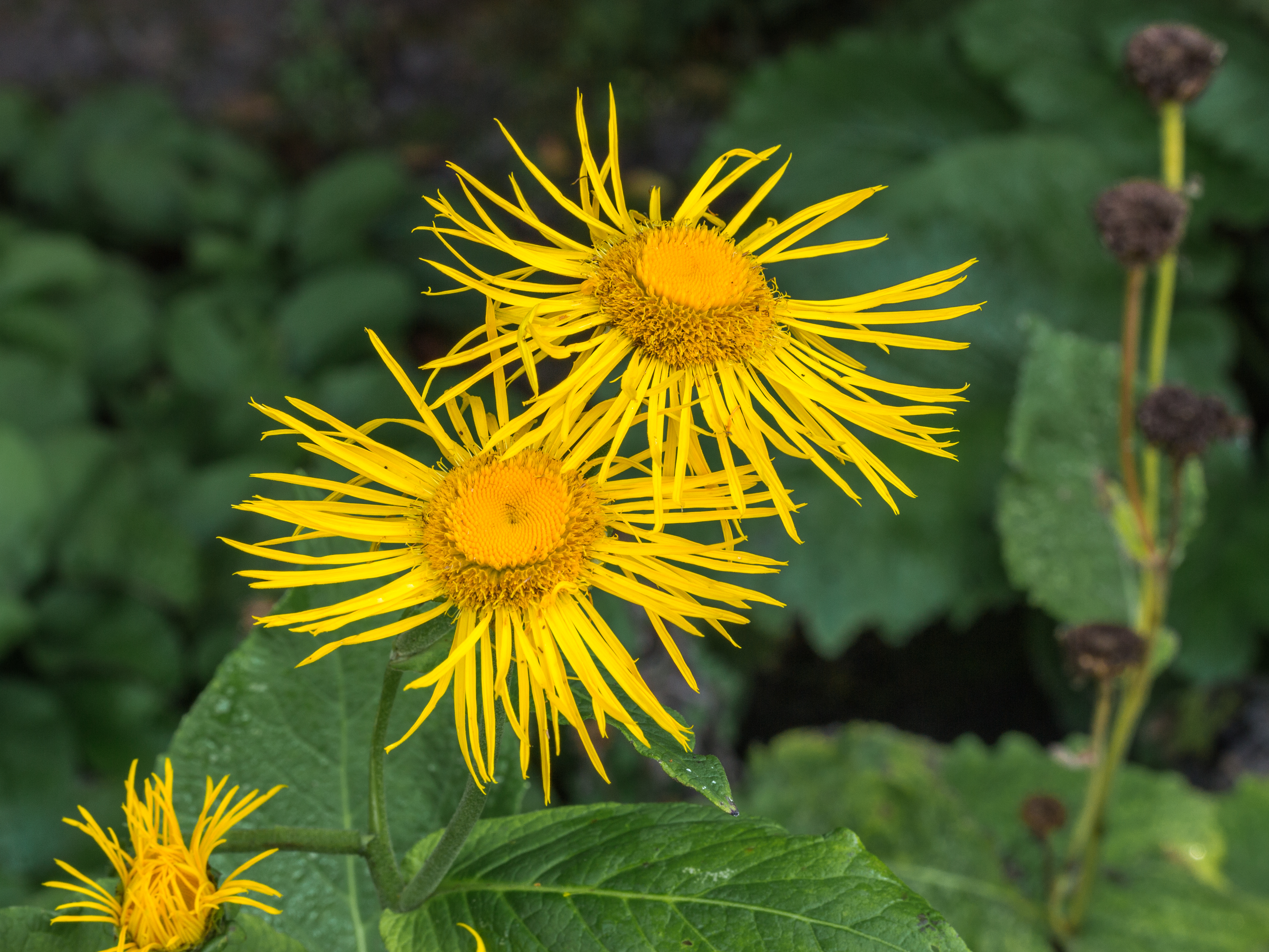 Telekia speciosa (actm) 01