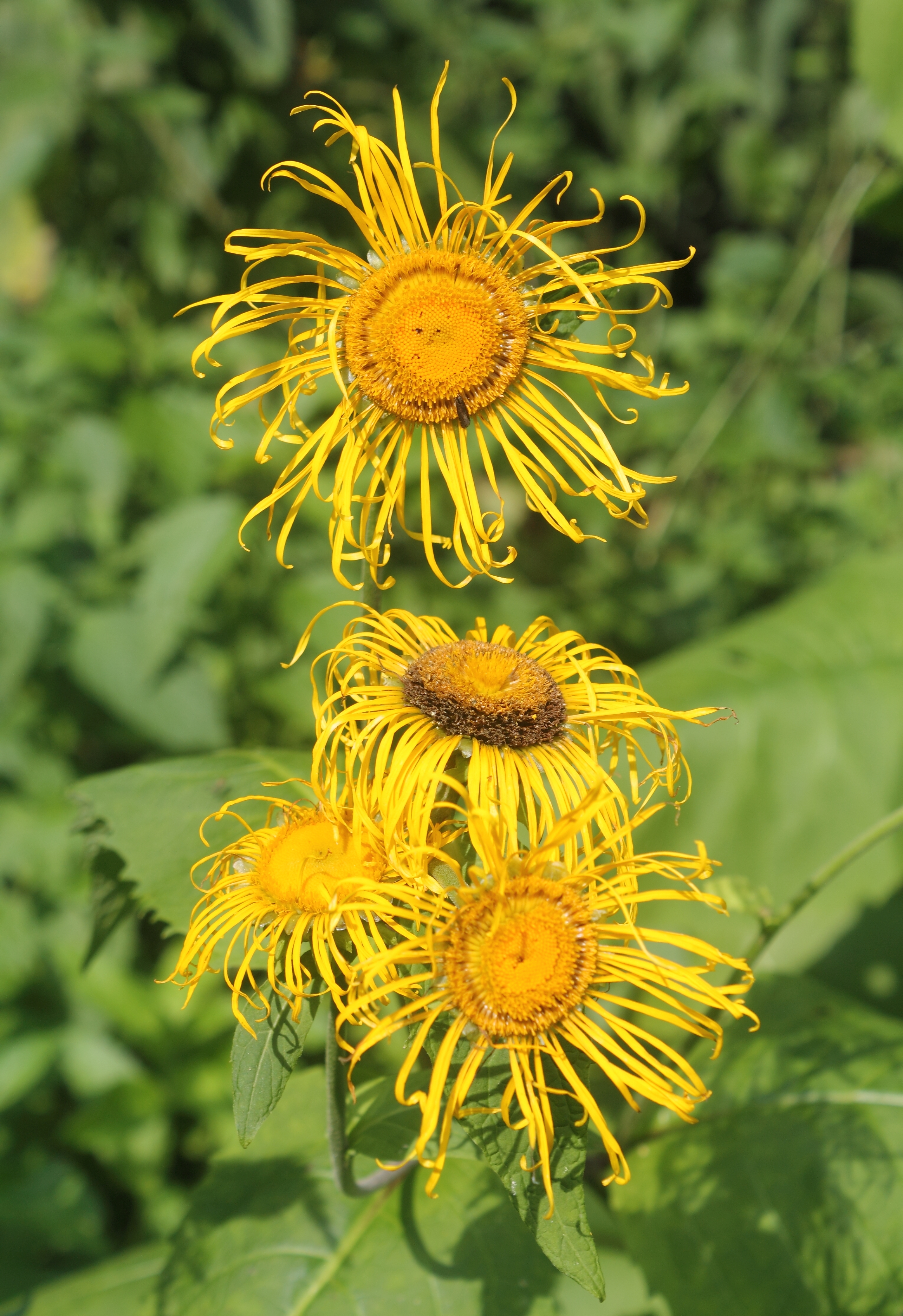 Telekia speciosa in Caucasus