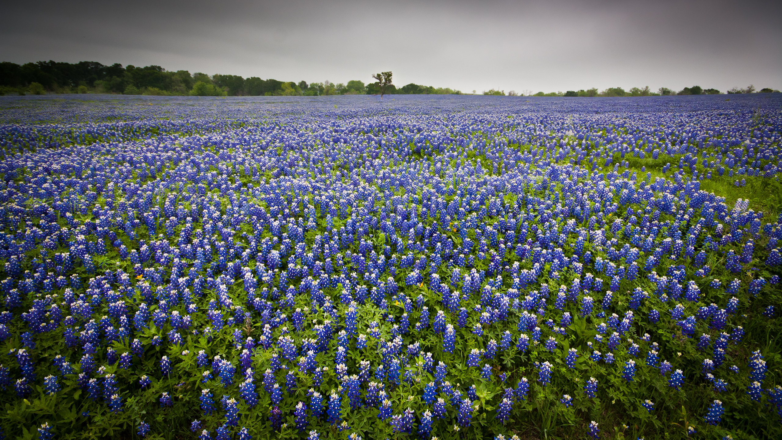 Texas Bluebonnets (7066452003)