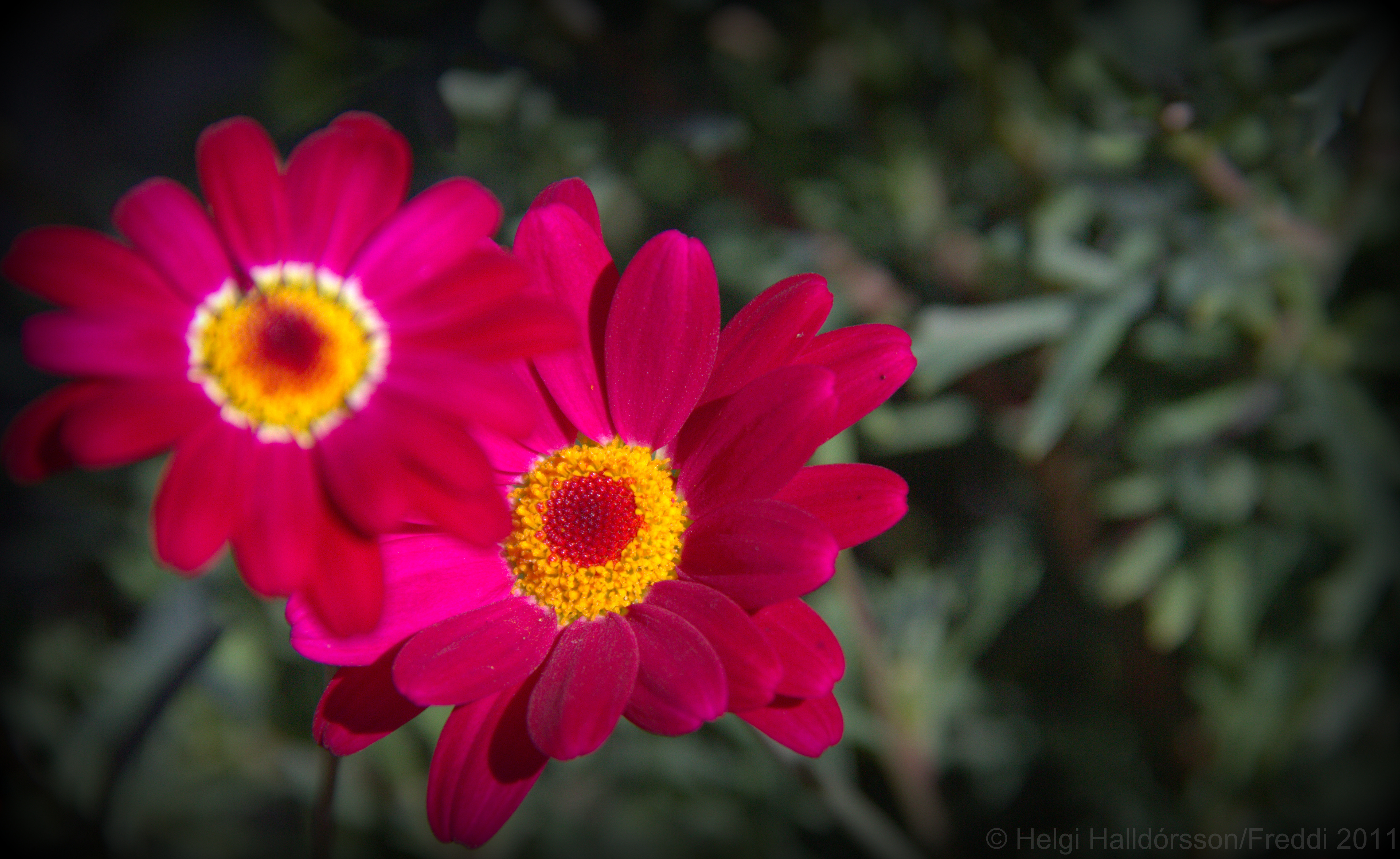 The pink (5944469044)