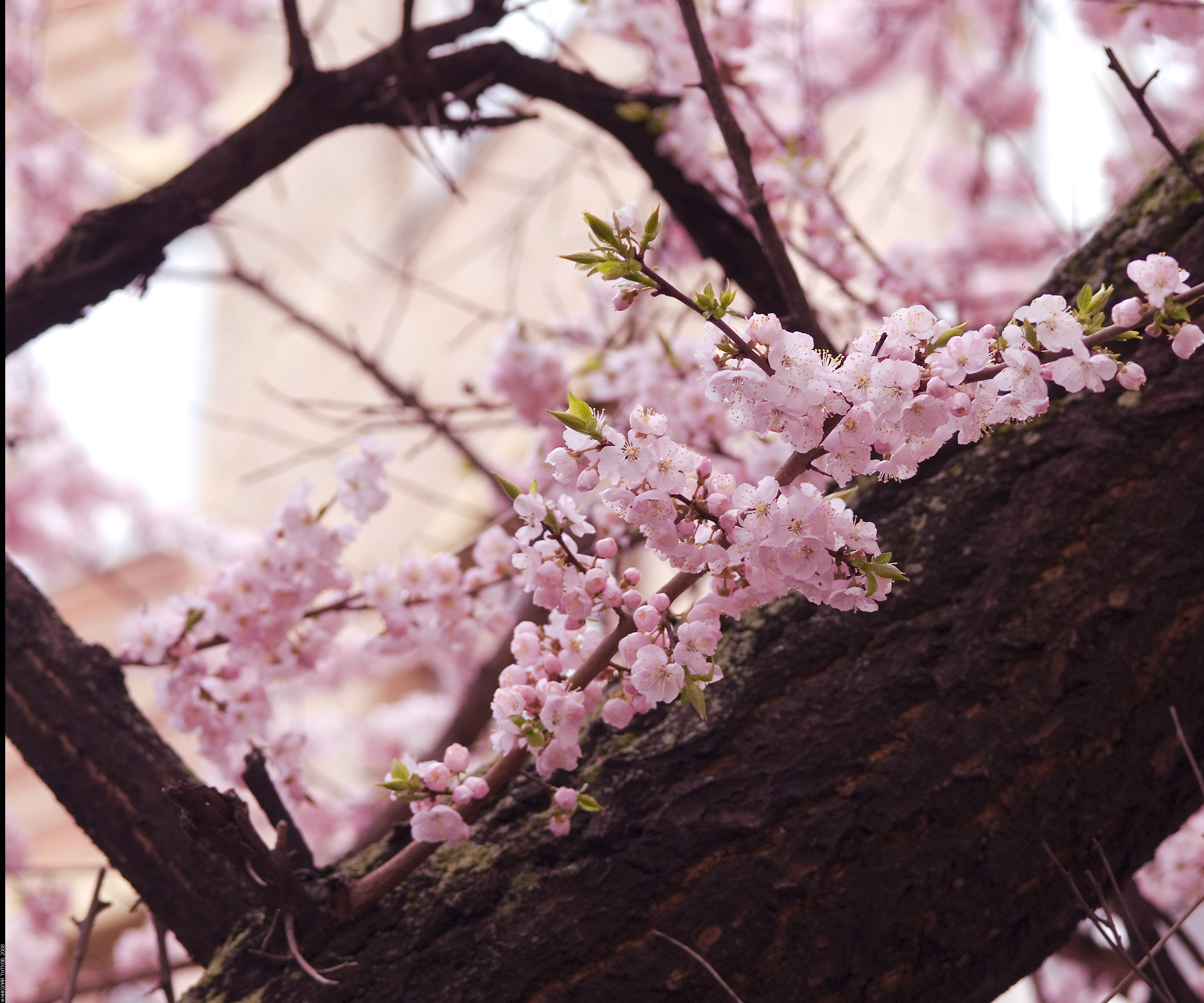The spring in Moscow! (2412518785)