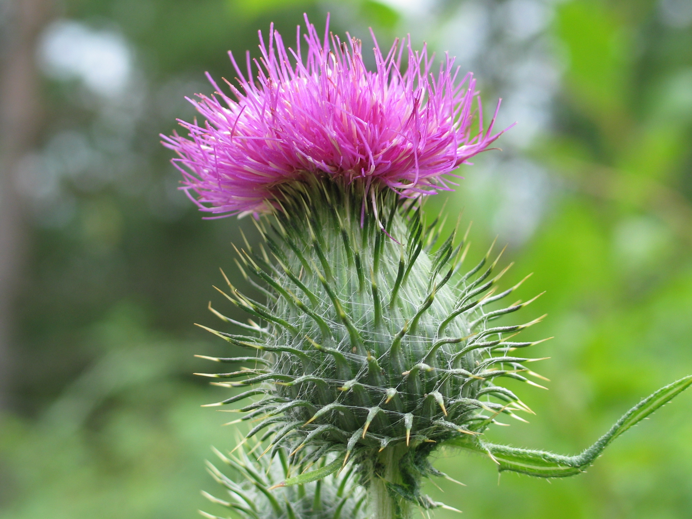 Thistle 20050725 001