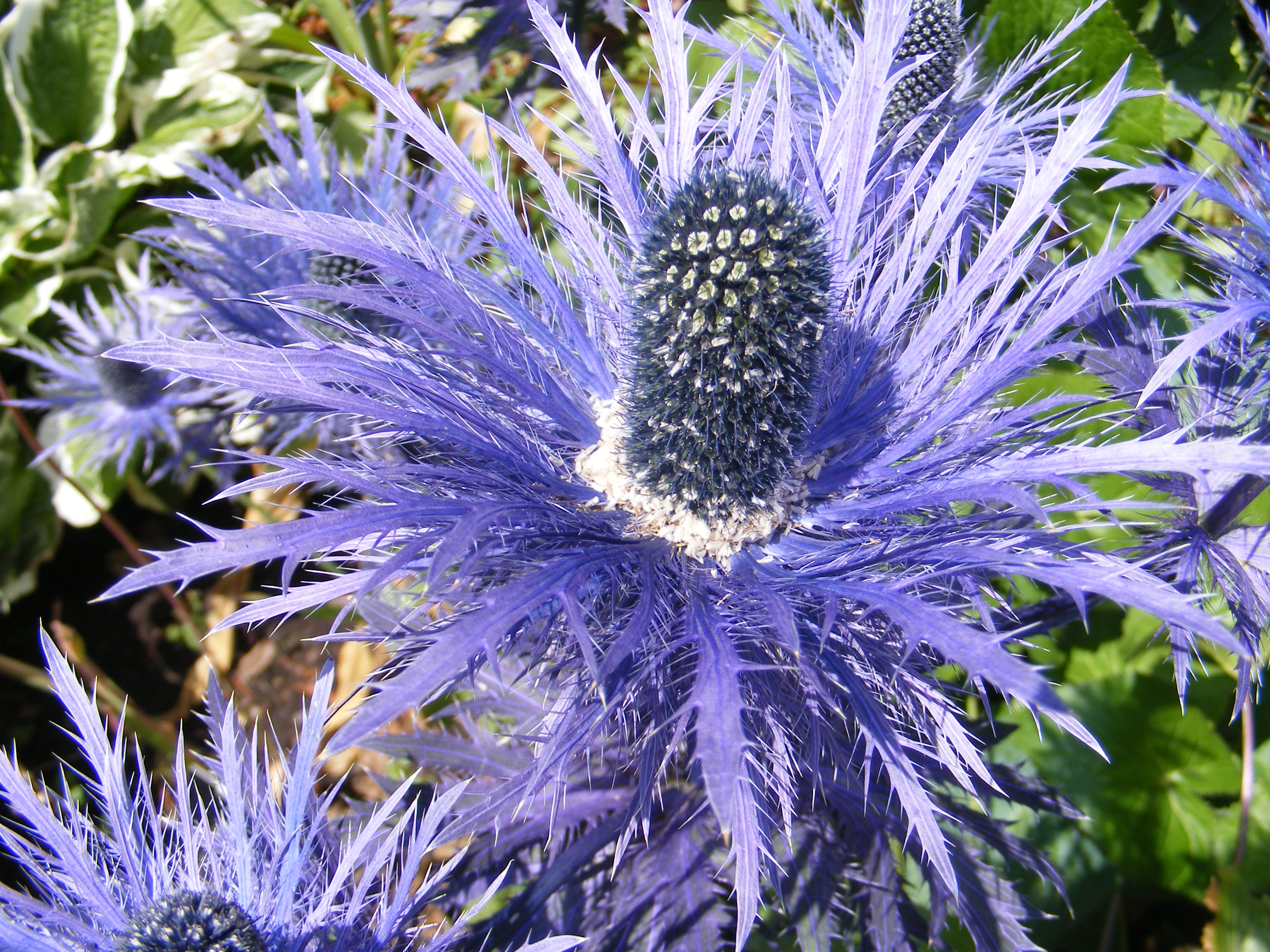 Thistle type plant