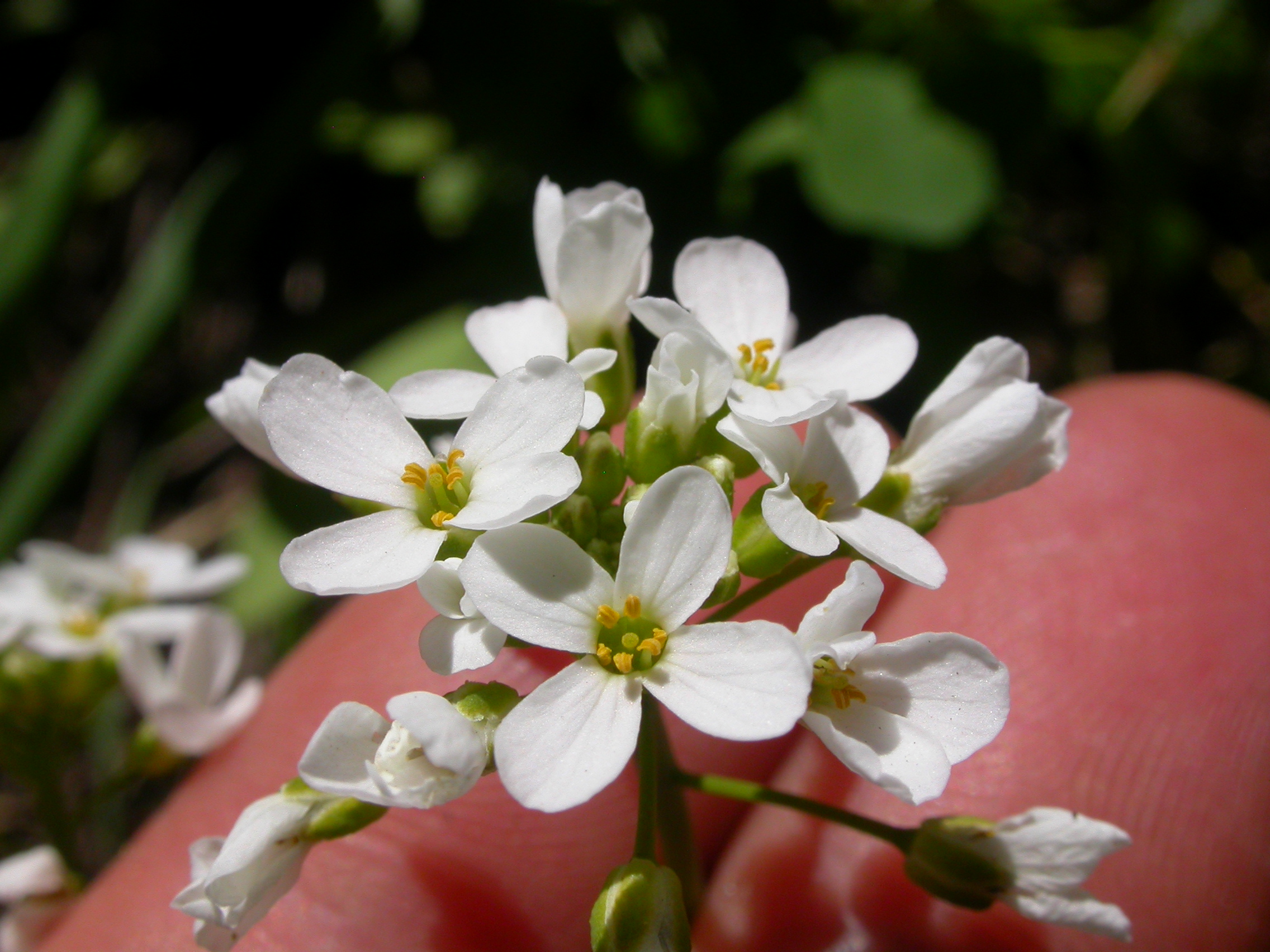 Thlaspi montanum (5027047207)
