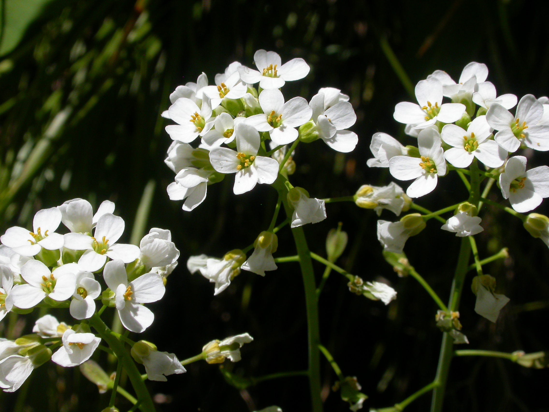 Thlaspi montanum (5027047847)