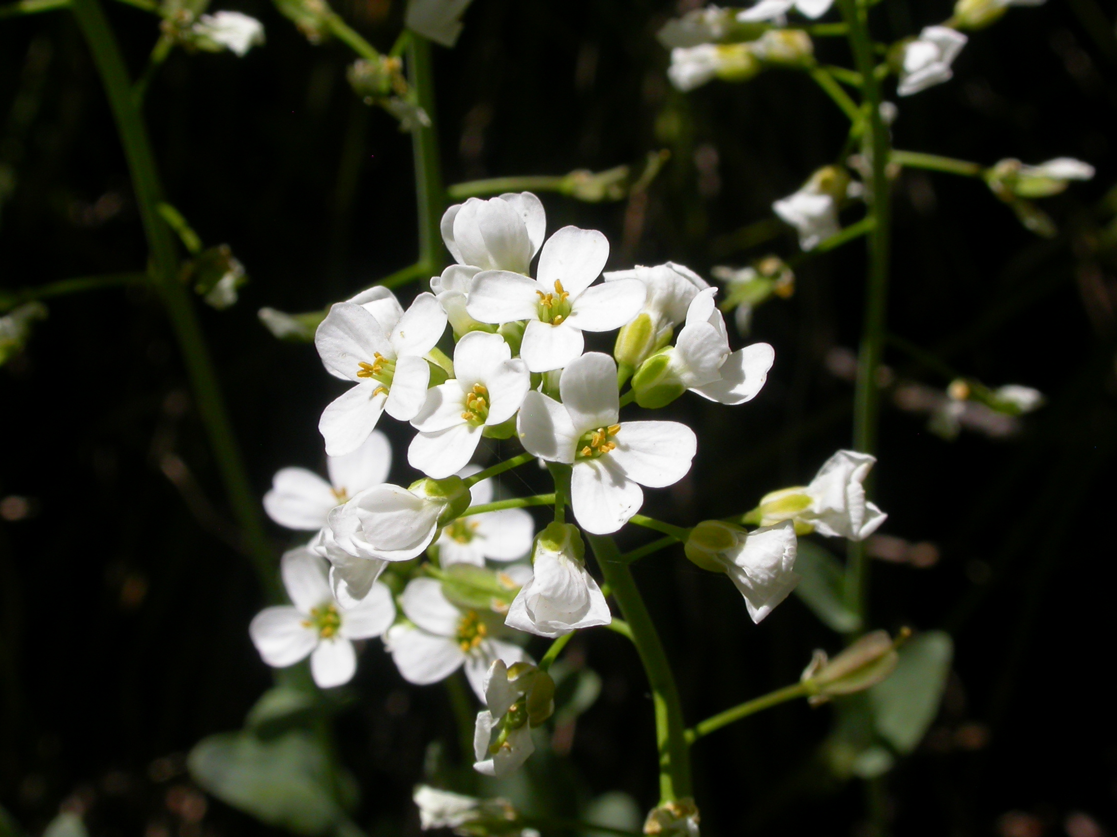 Thlaspi montanum (5027663724)