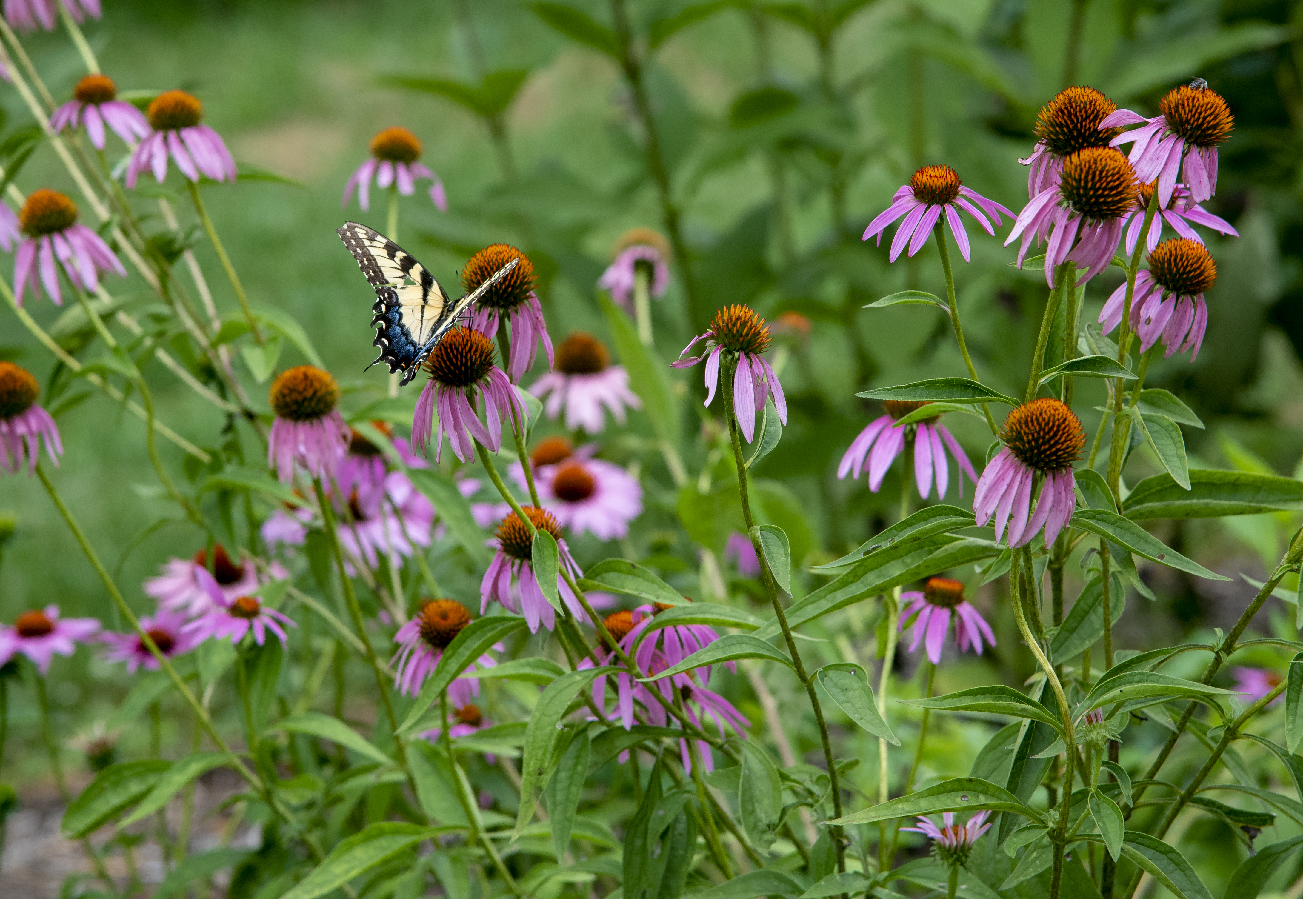 Three Creeks - Papilio glaucus (female) on Echinacea purpurea 1