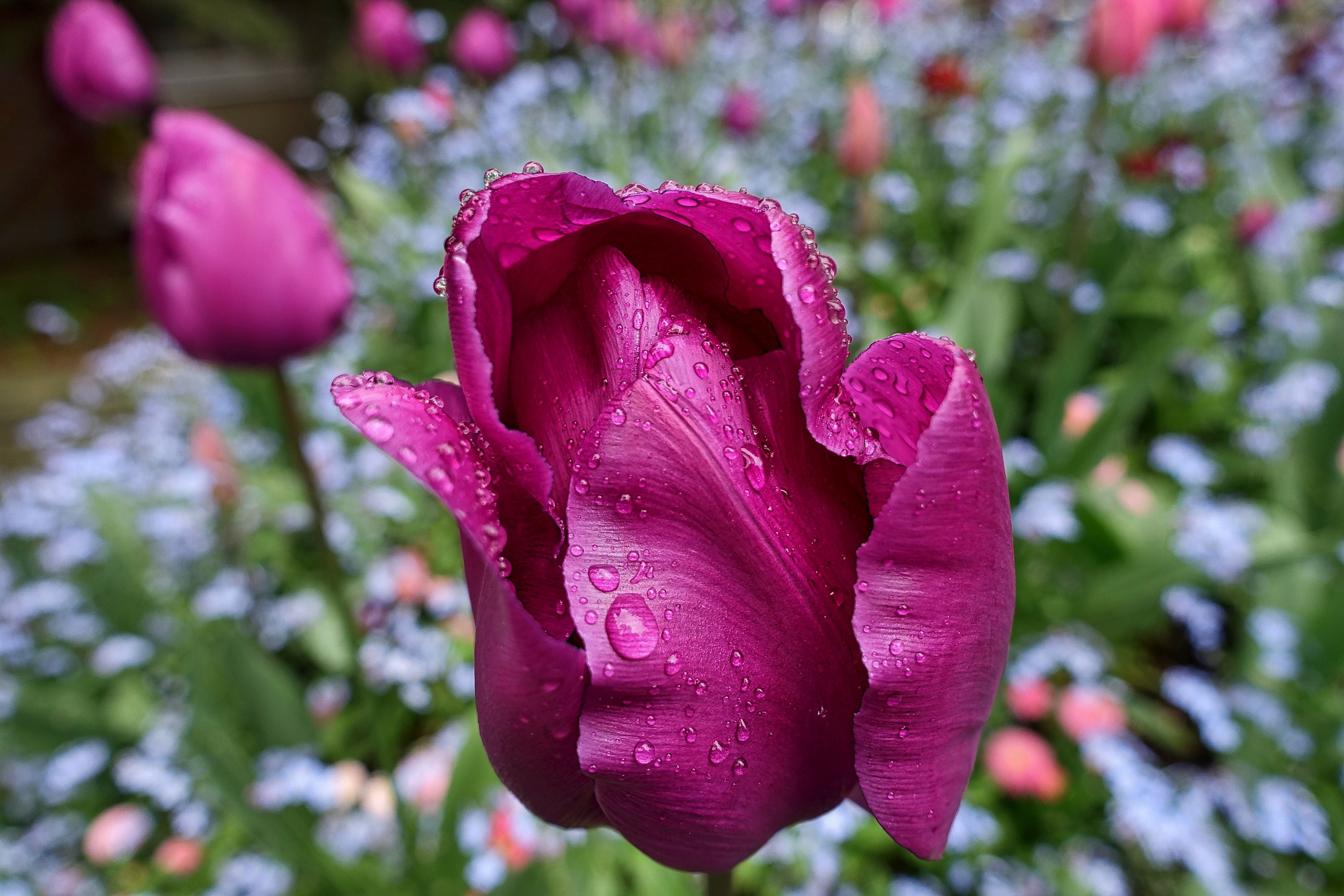 2016 366 103 April showers (25792850254)