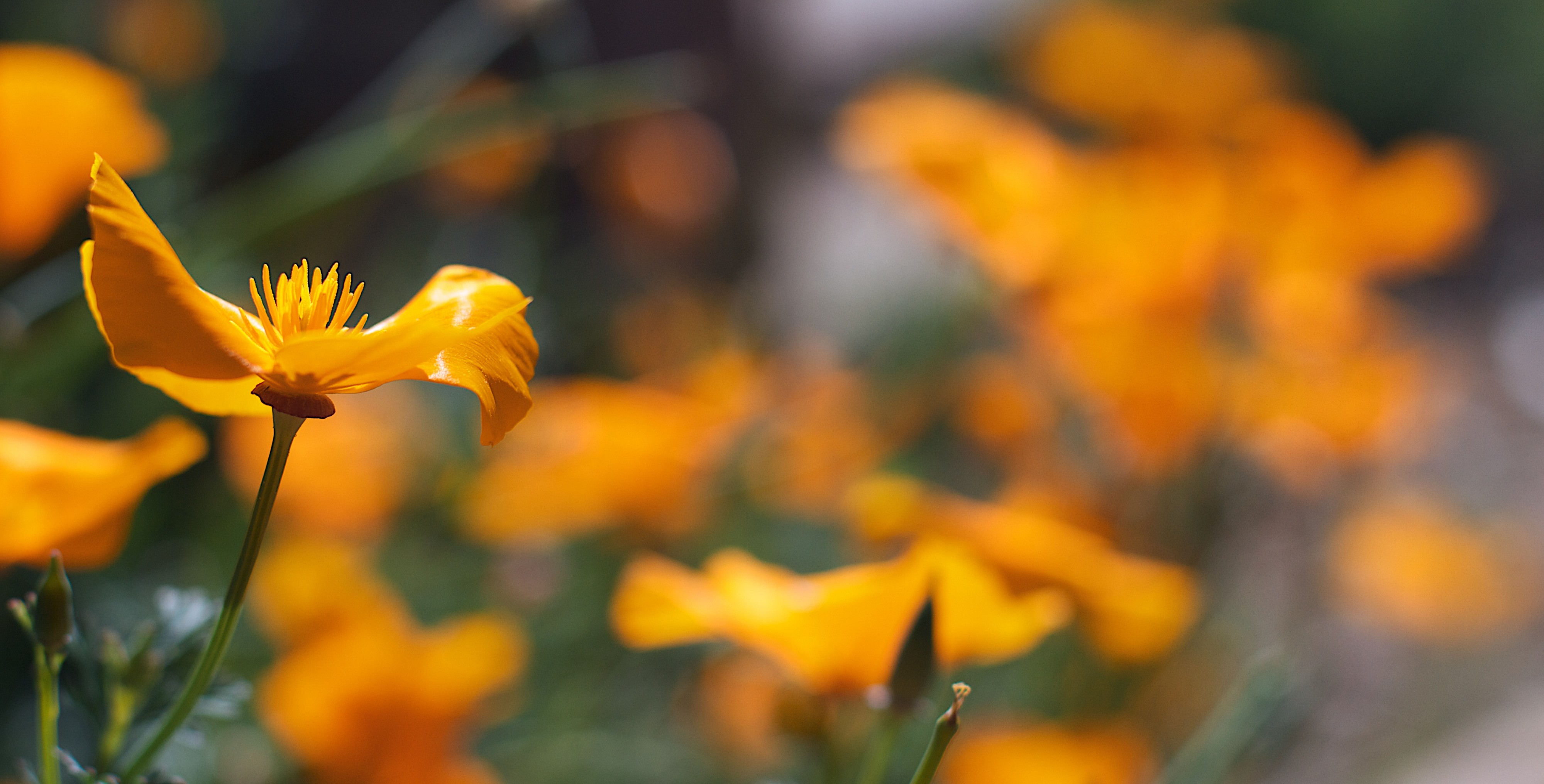 2016-366-152 My Fellow Poppies - (26783316233)