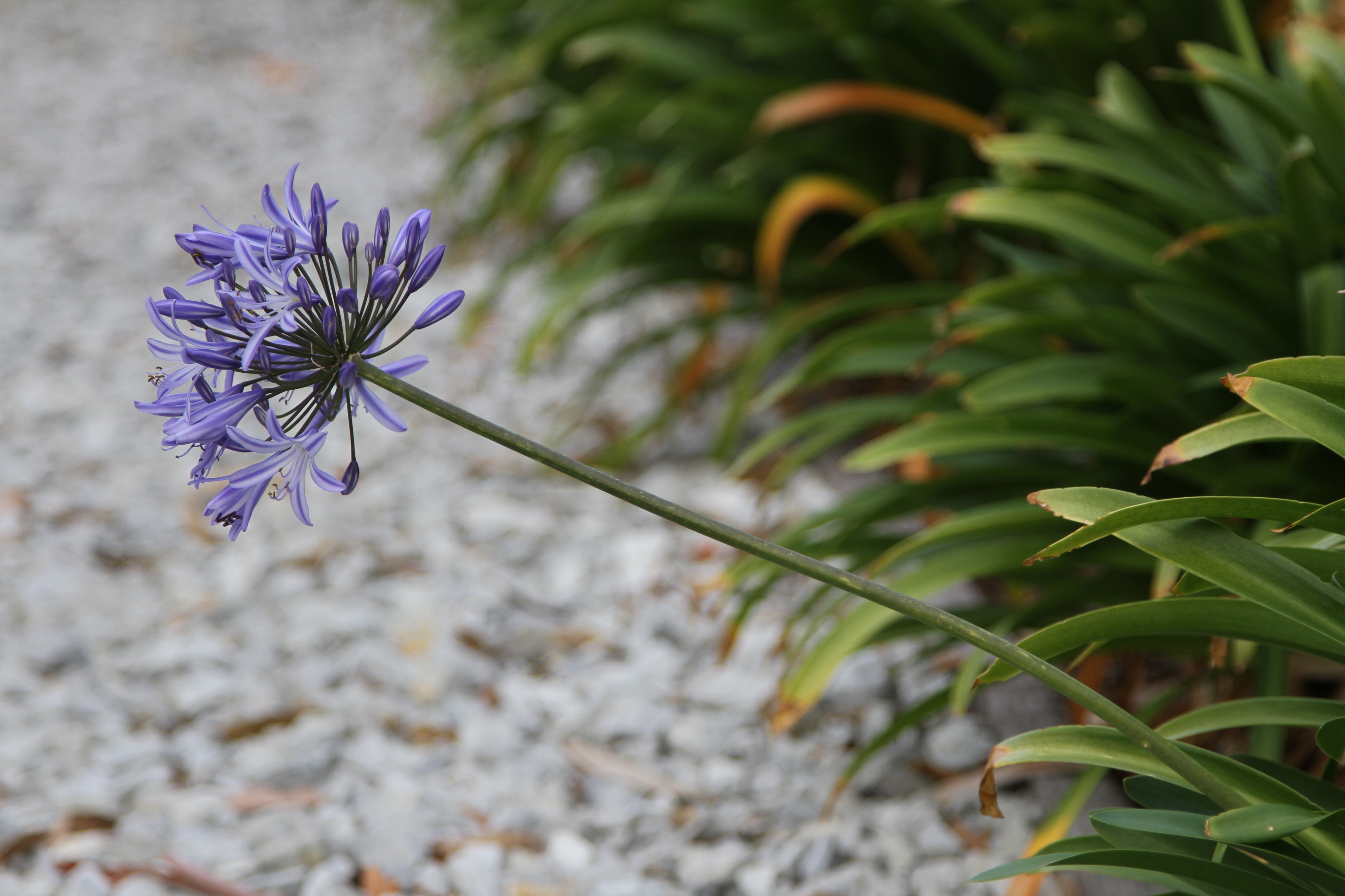 Agapanthus Flower and Leaves