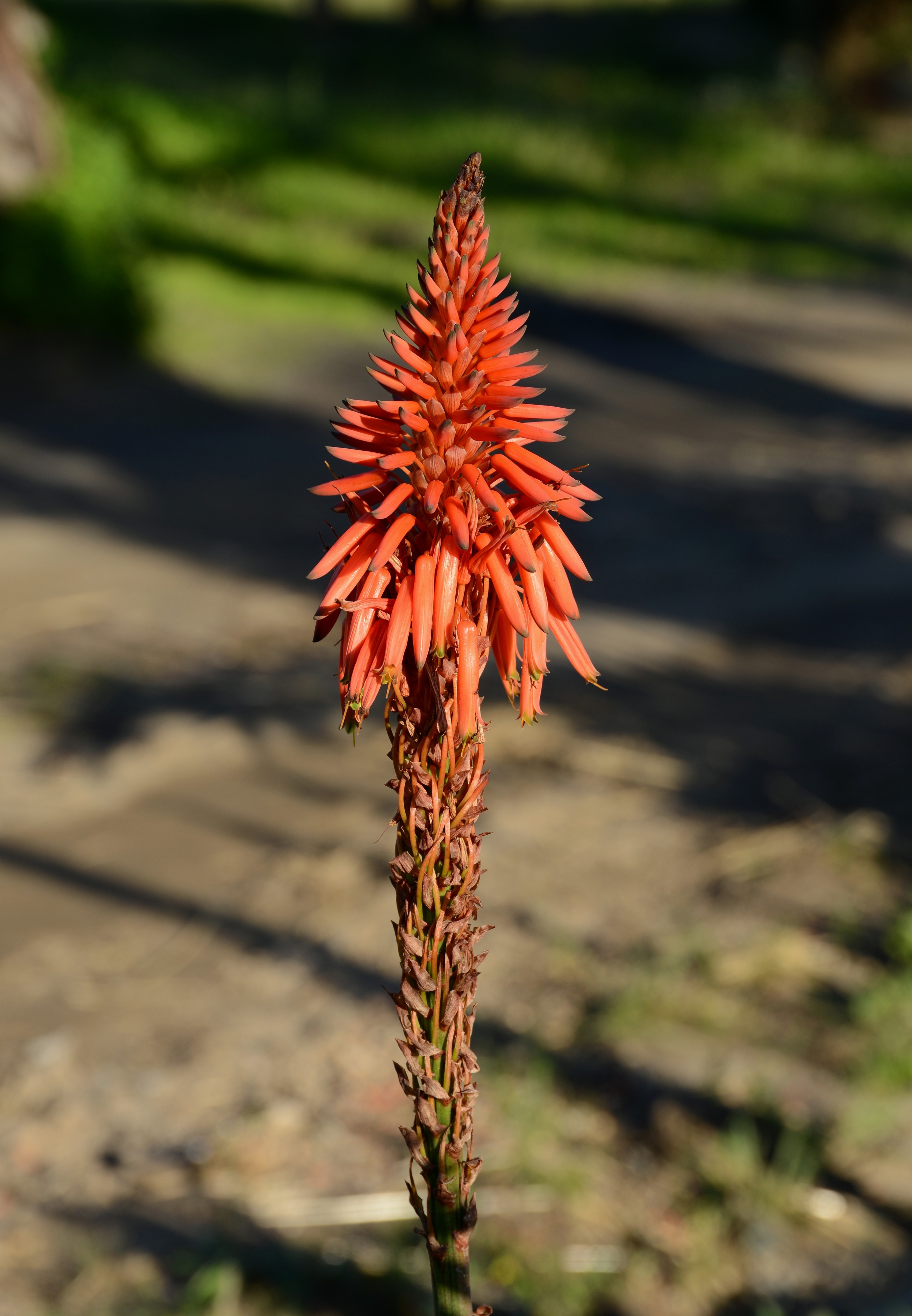Aloe December 2014-2