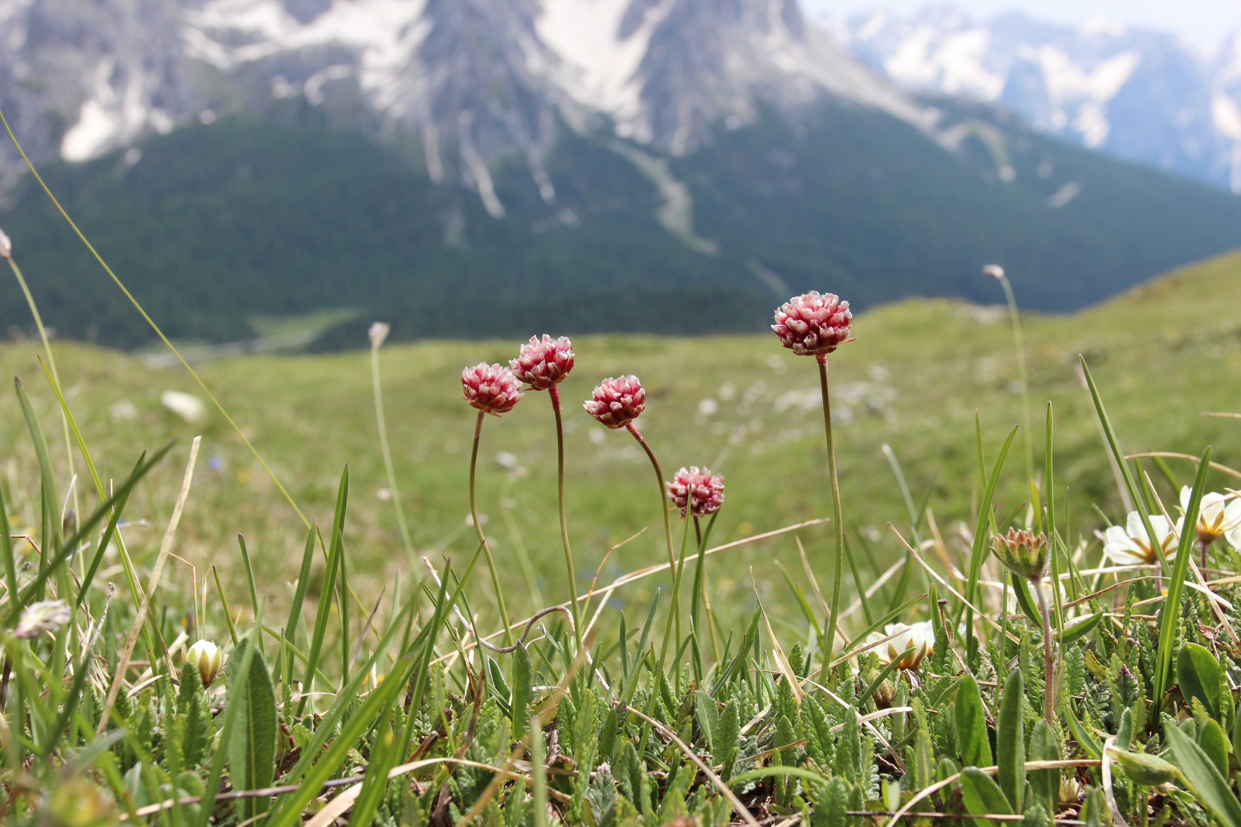 Alpen-Grasnelke (Armeria alpina) 1