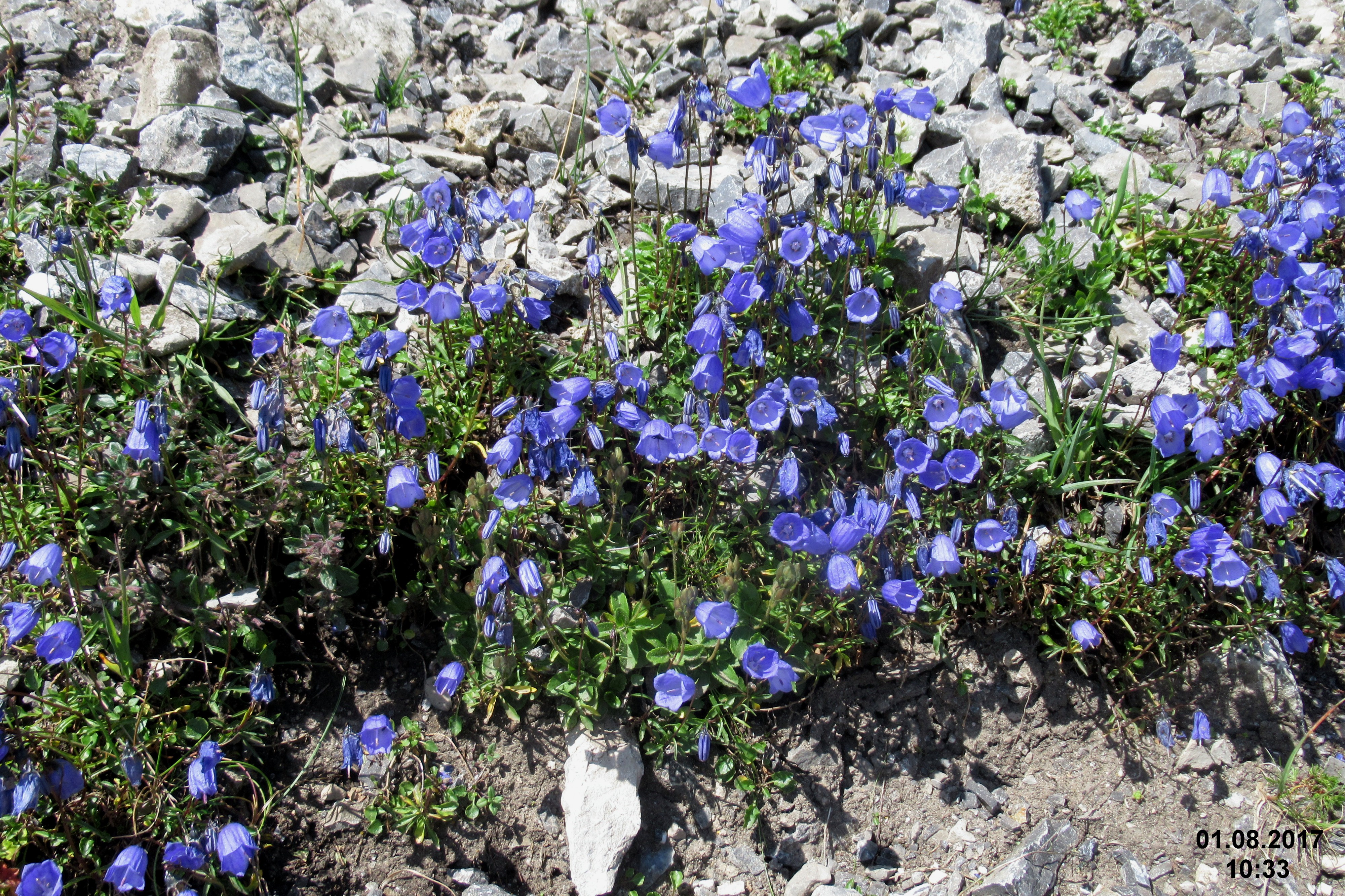 Alpine flora - a tiny harebell (Gru) (36879812114)