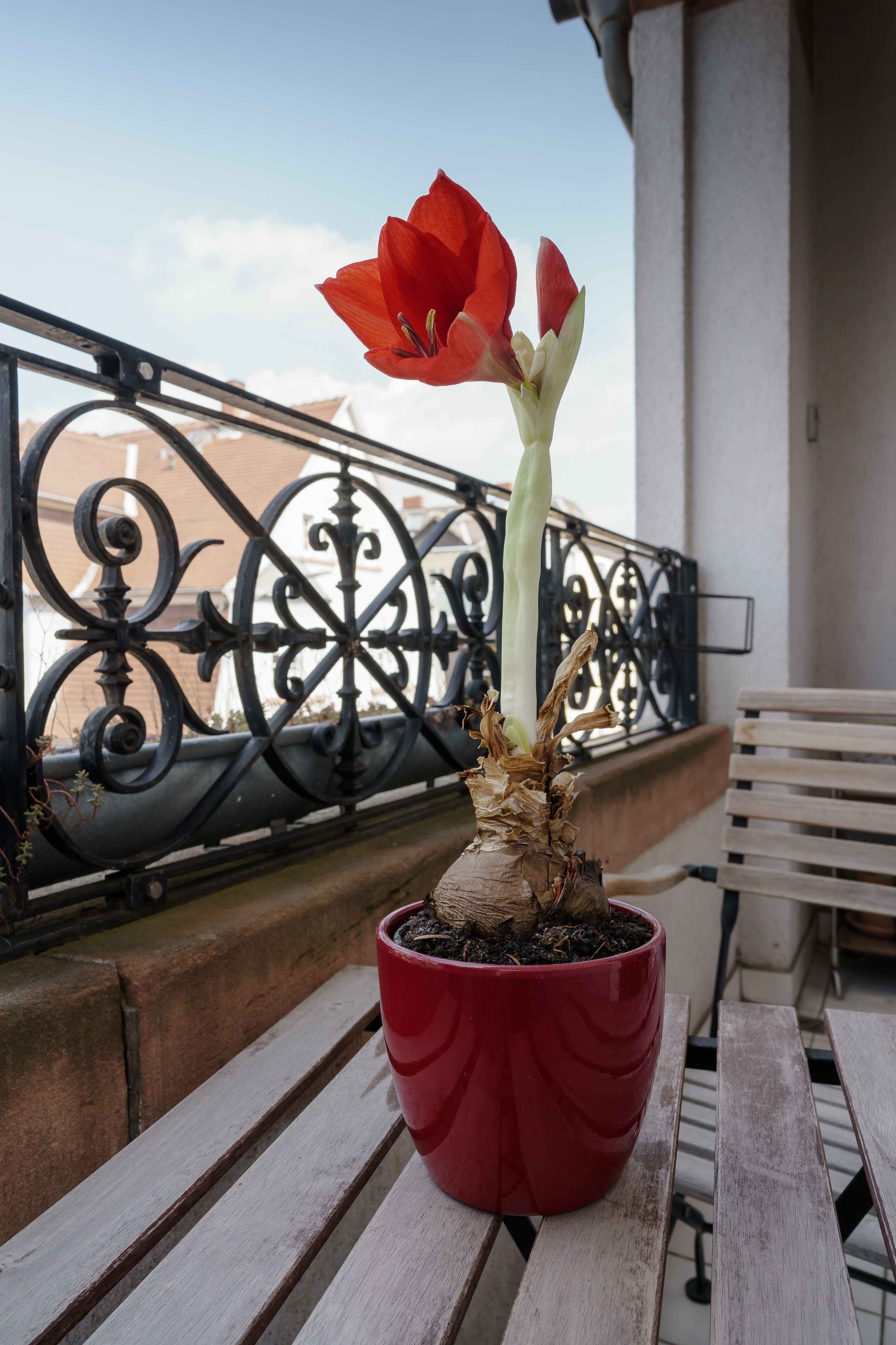 Amaryllis (Zimmerpflanze)