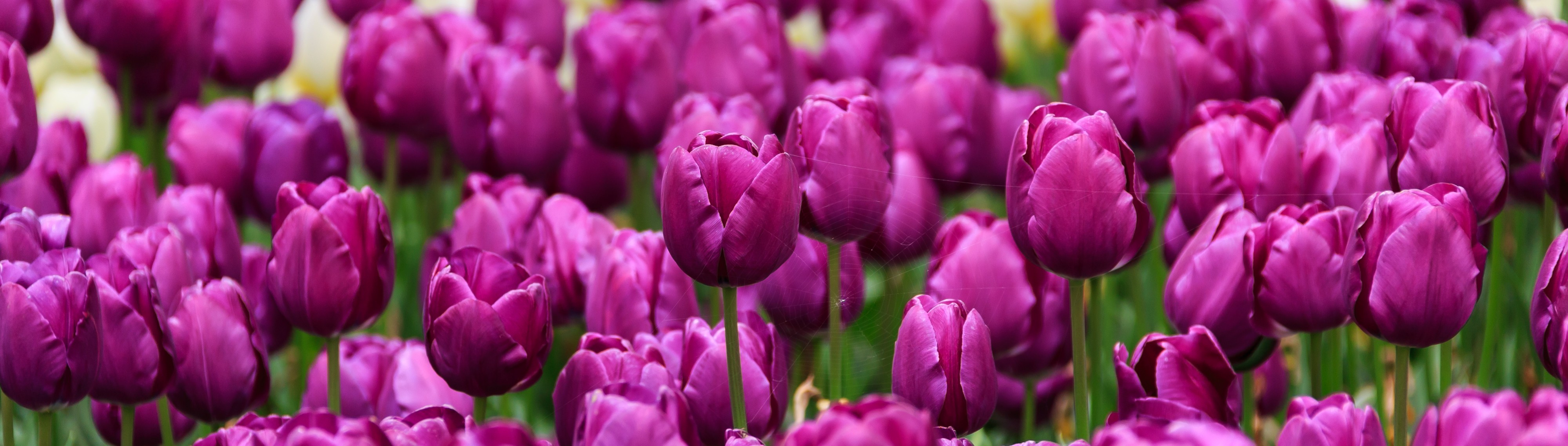 Amiens France Field-of-tulips-01