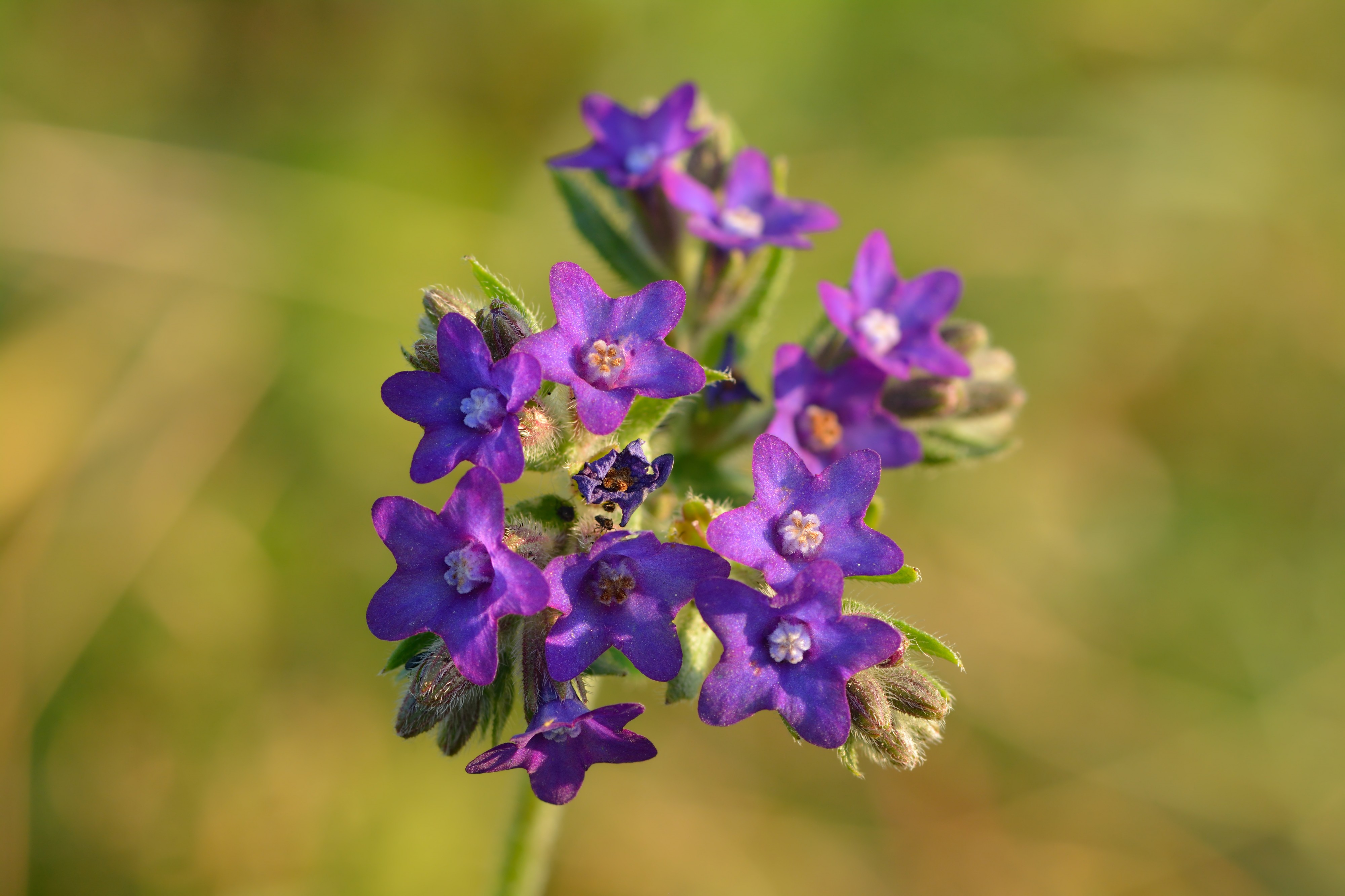 Anchusa officinalis - harilik imikas Keila