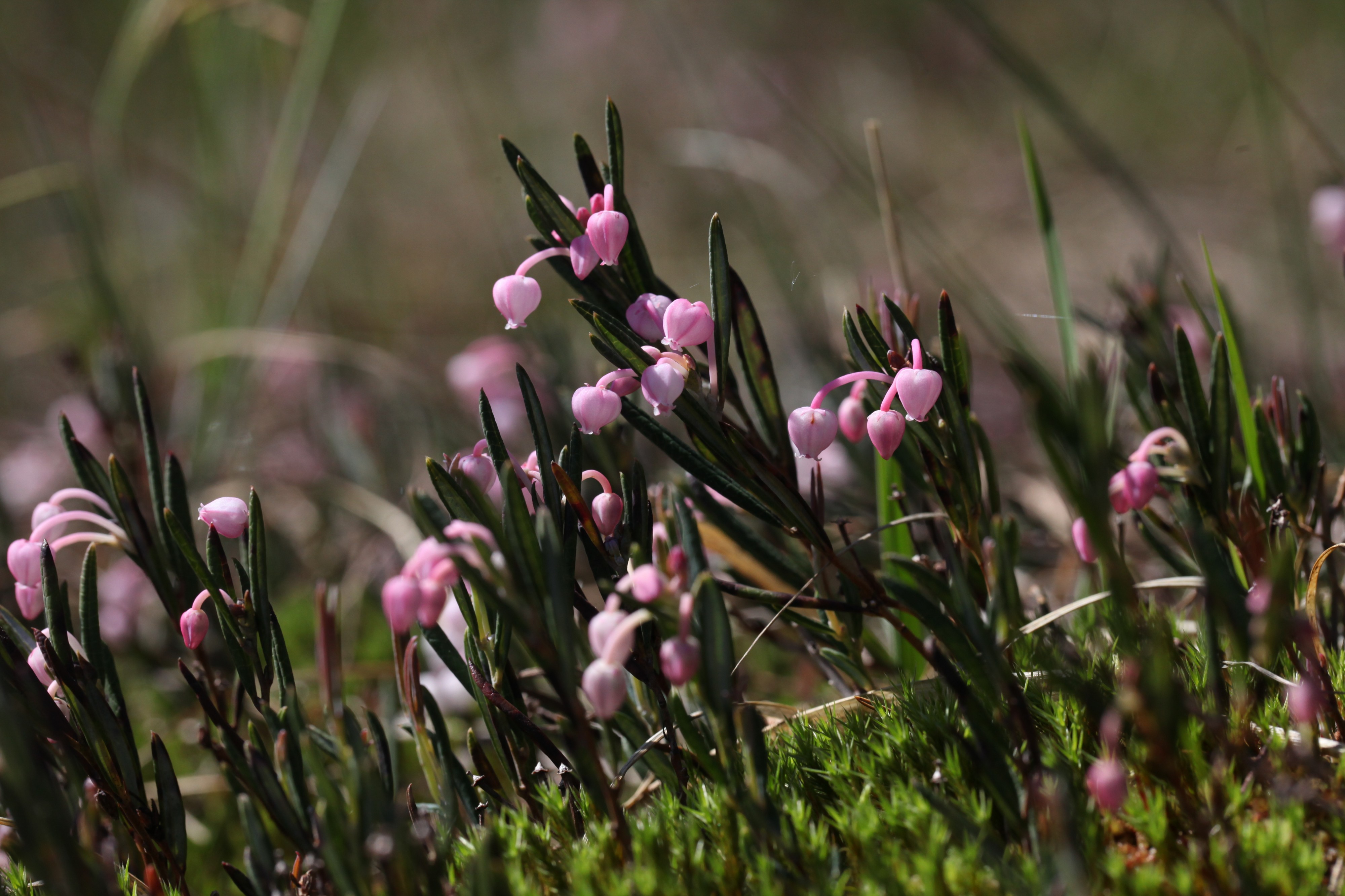 Andromeda polifolia - Seigne des Barbouillons