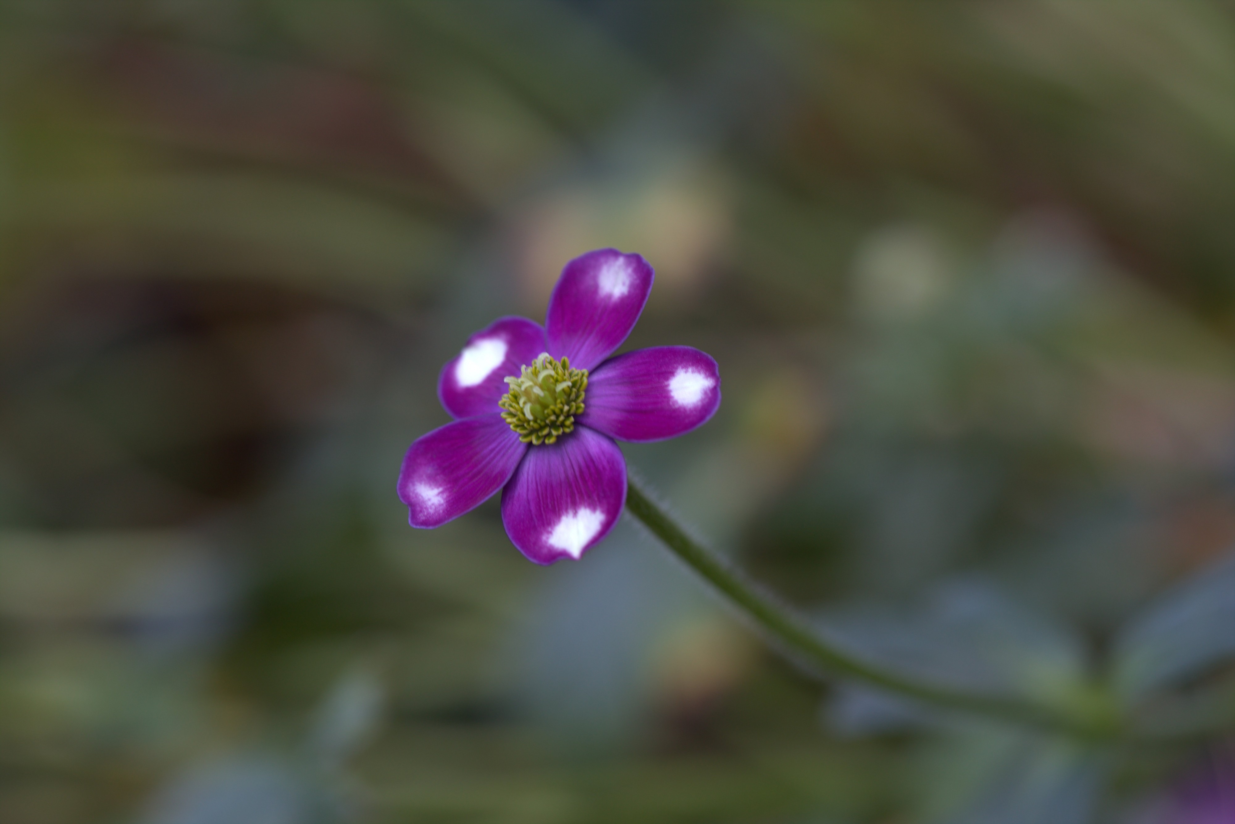 Anemone trullifolia GotBot 2015 002