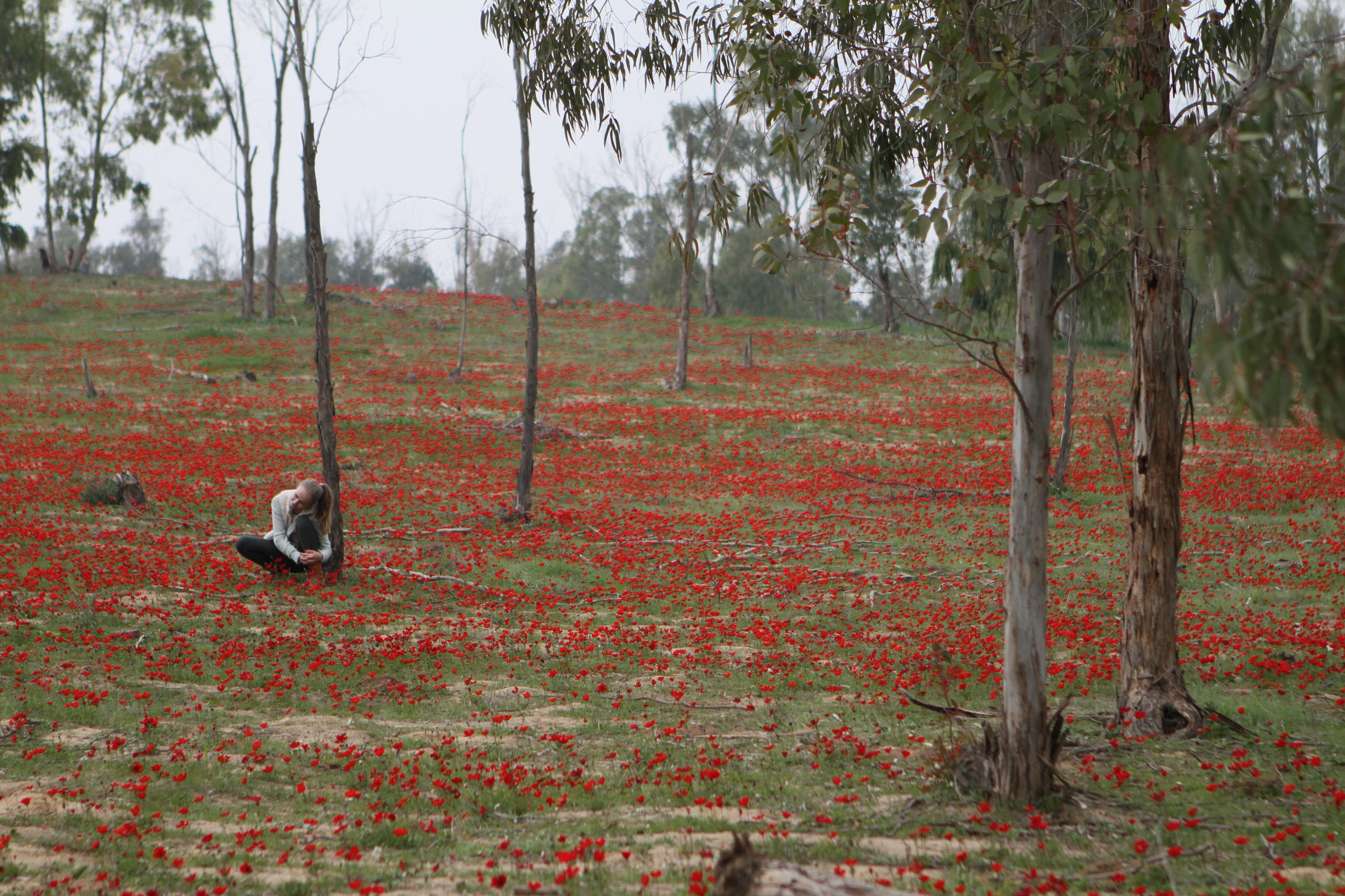 Anemones Field