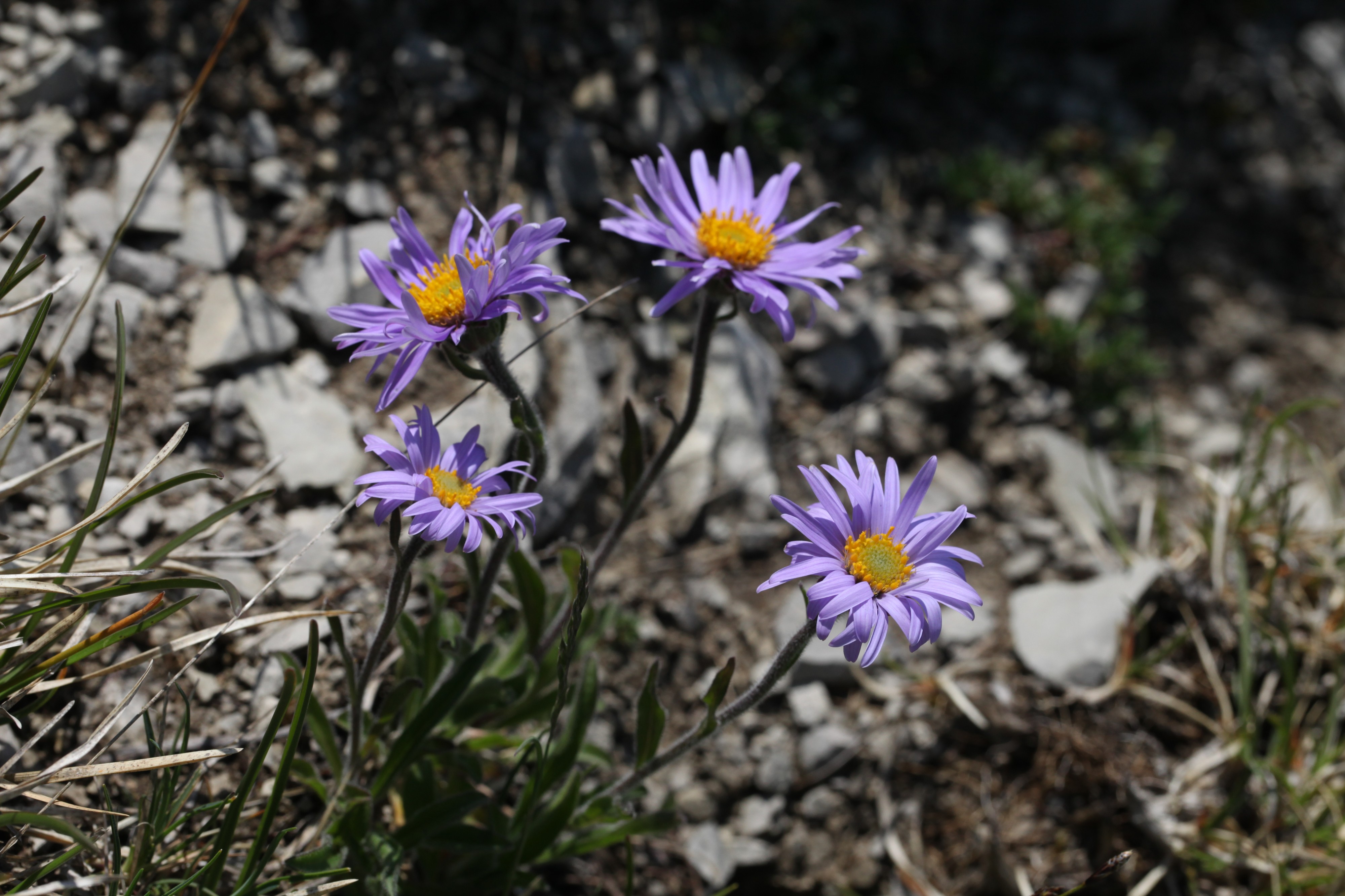 Aster alpinus - img 38590
