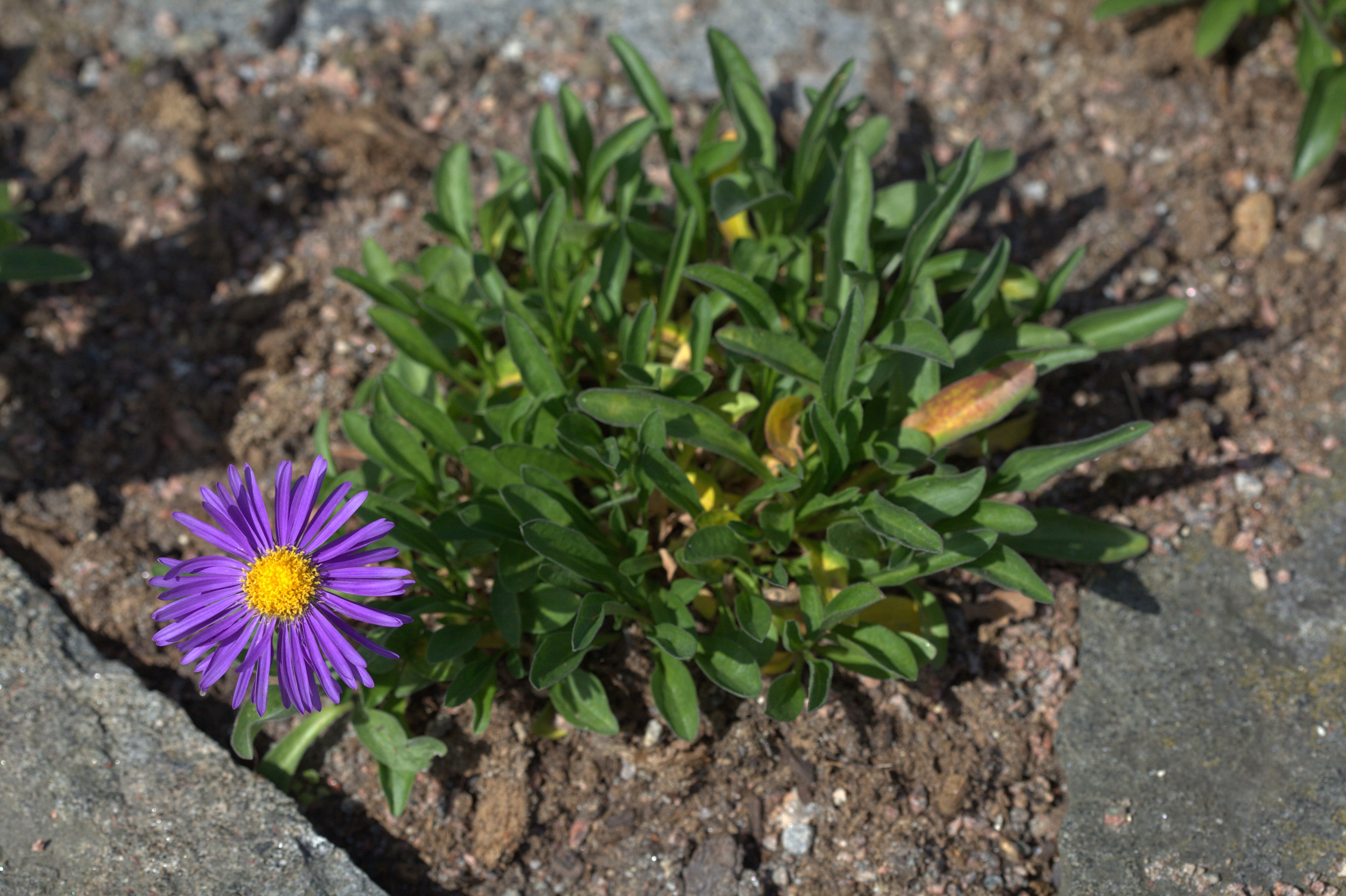 Aster alpinus 'Dunkle Schöne' plant 02