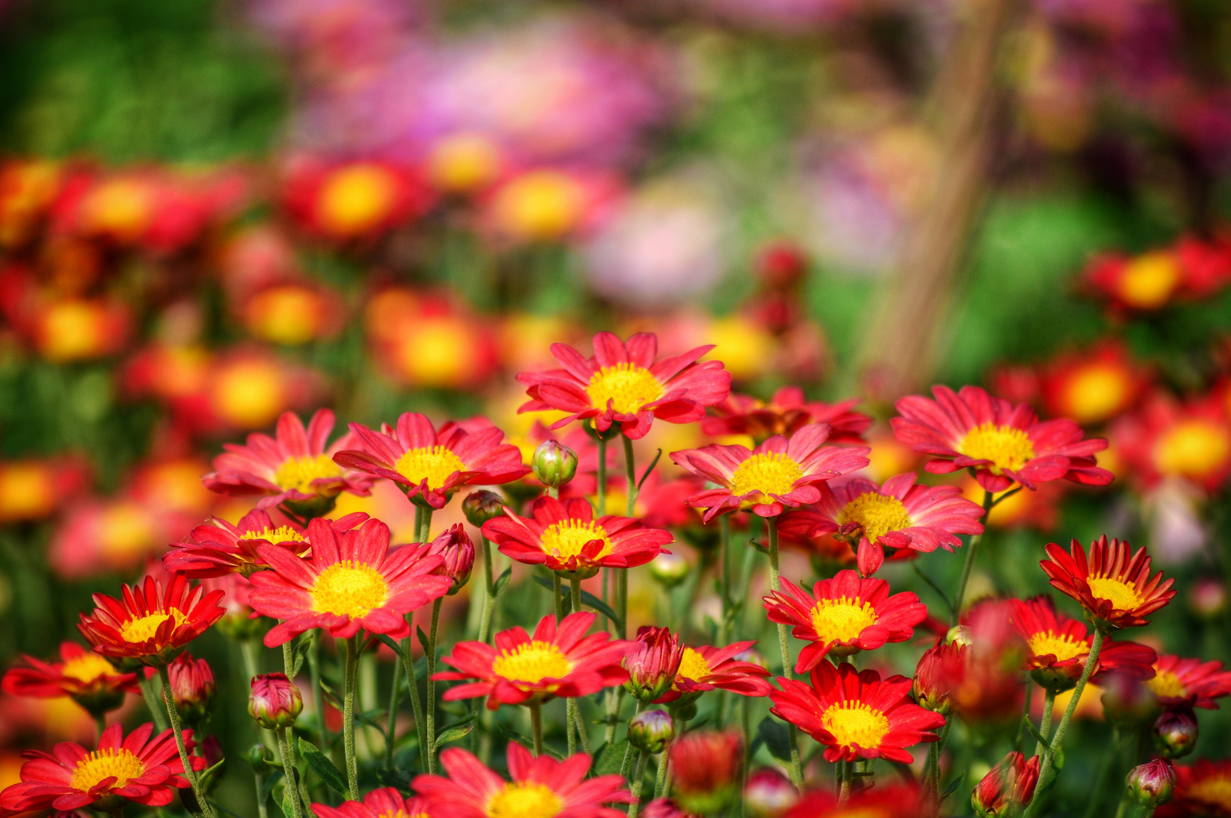 Asteraceae flowers in the Garden