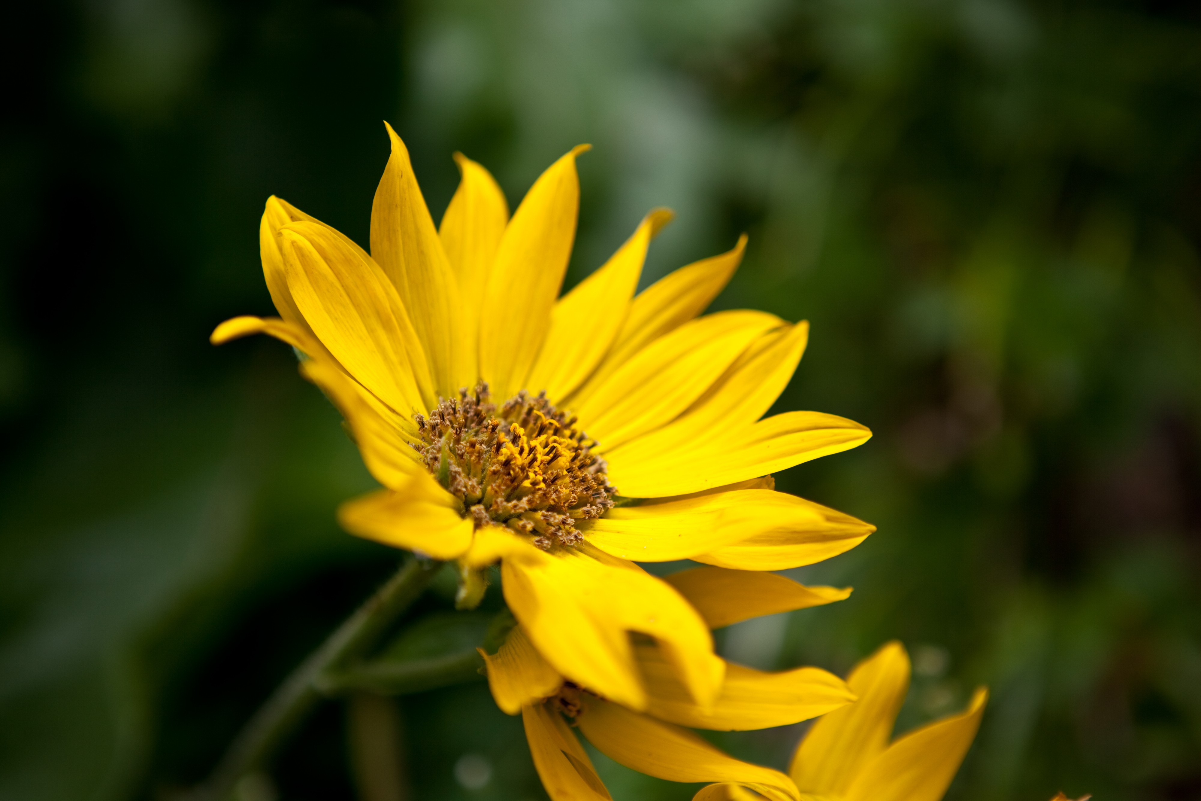 Balsamorhiza sagittata