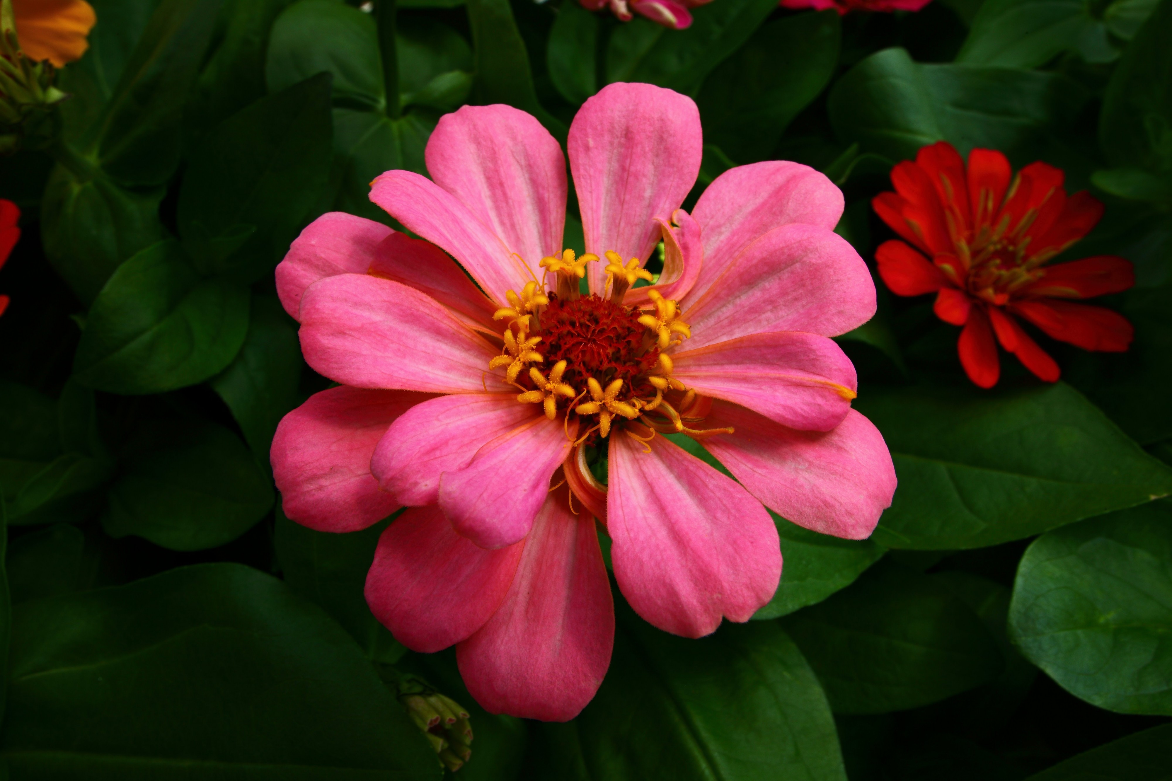 Beautiful-flower - Virginia - ForestWander
