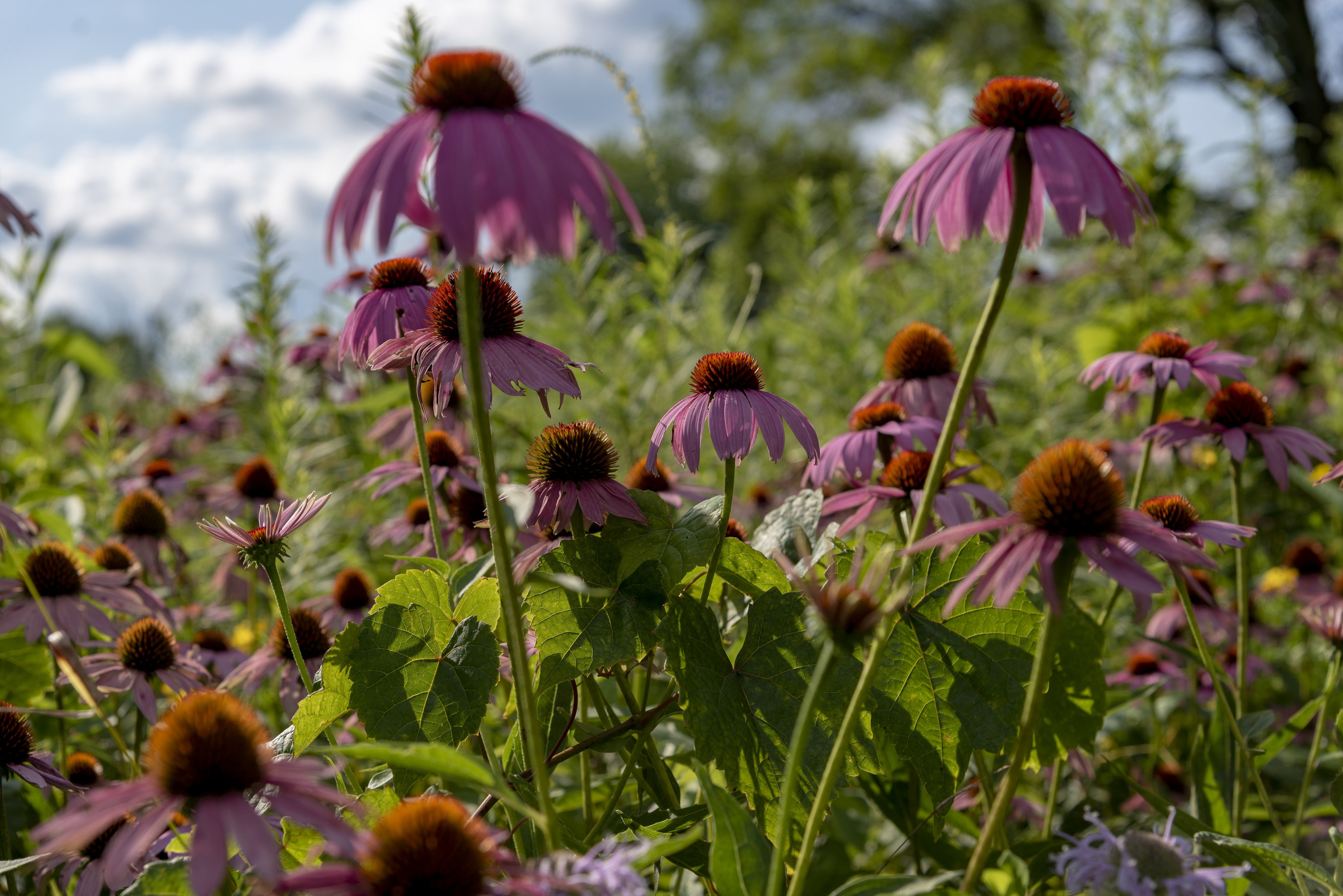 Blacklick Woods - Purple Coneflower 1
