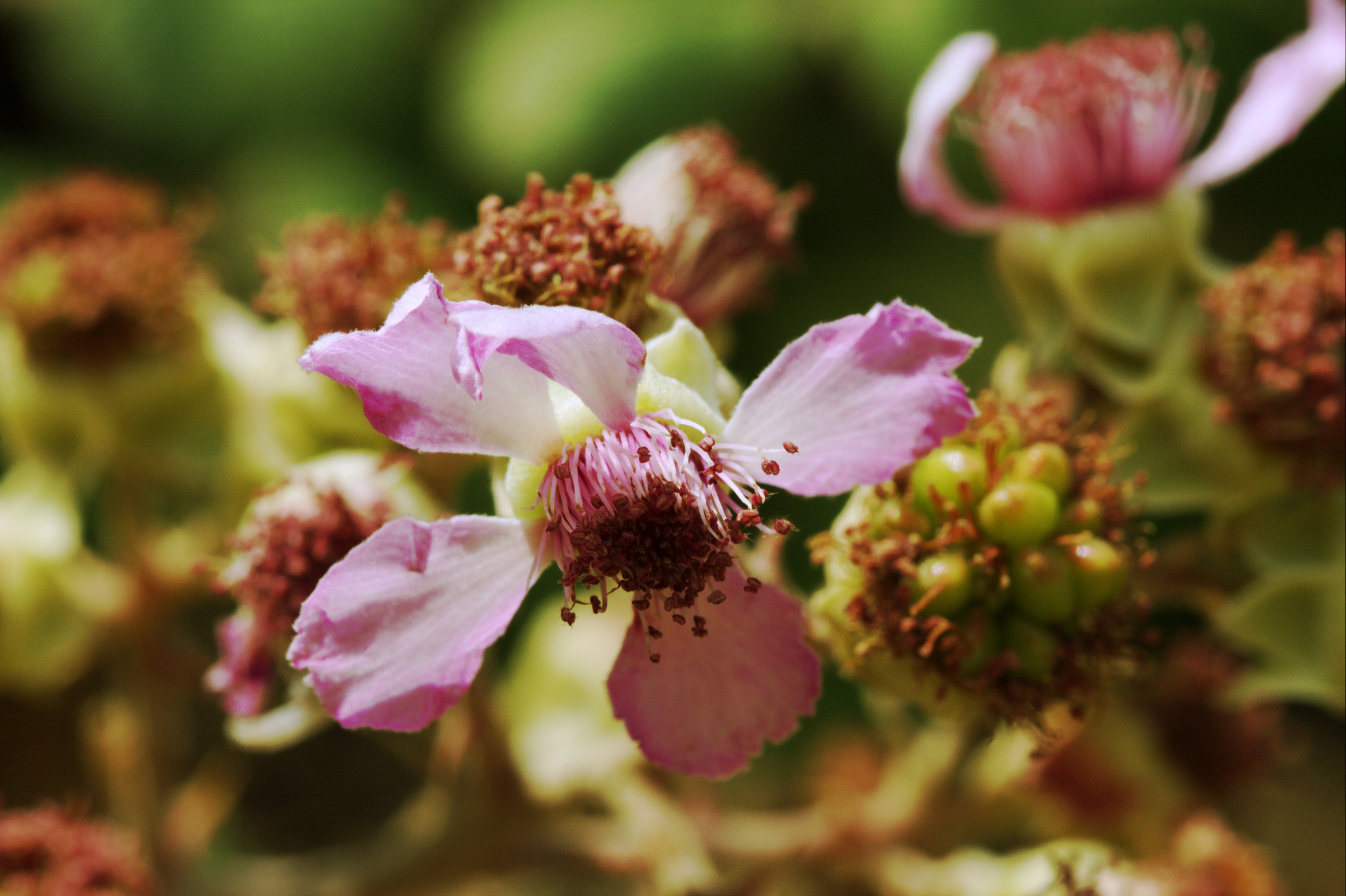 Blossom of Rubus sectio Rubus (KPFC) 01