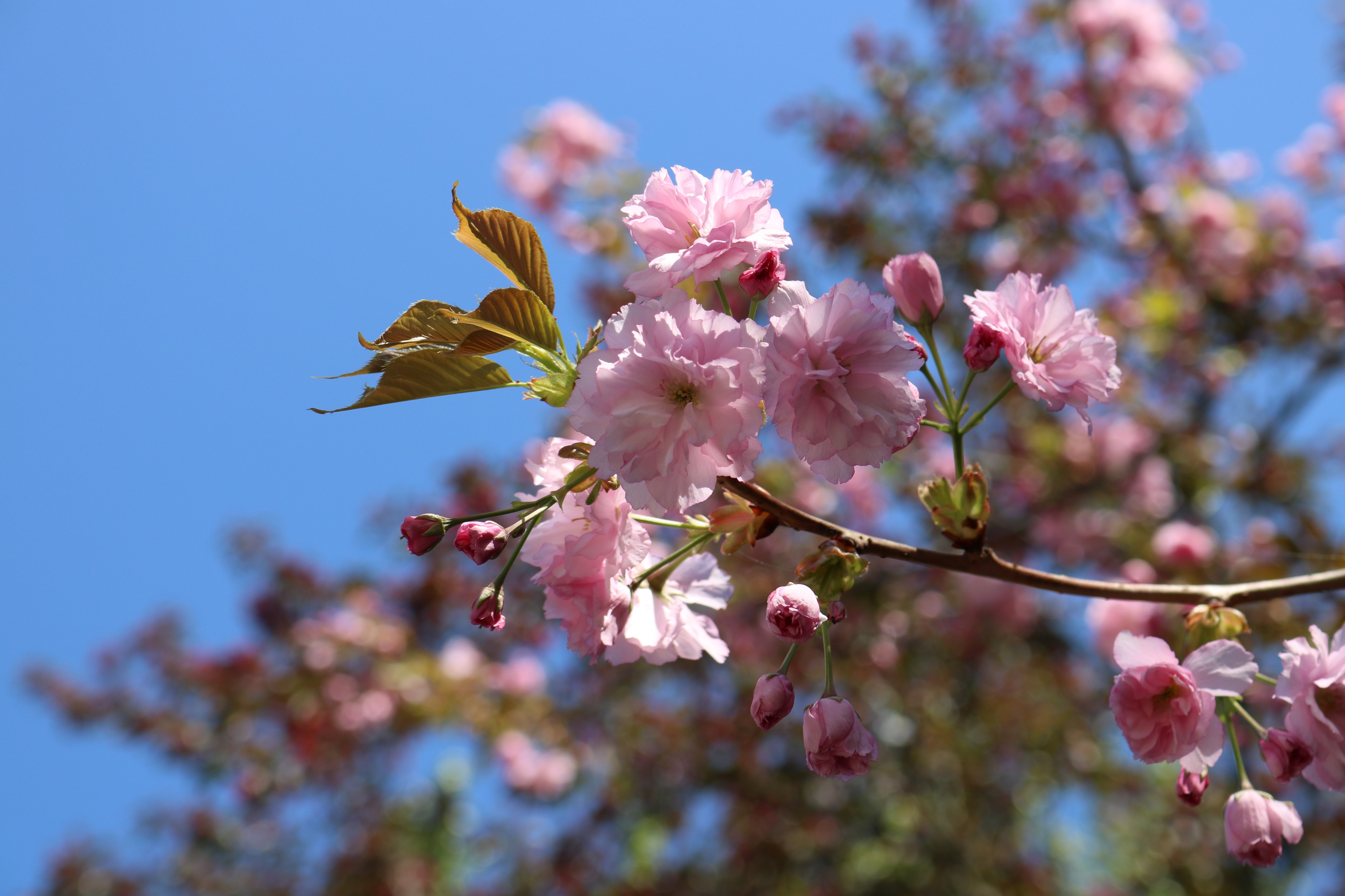 Blossom tree