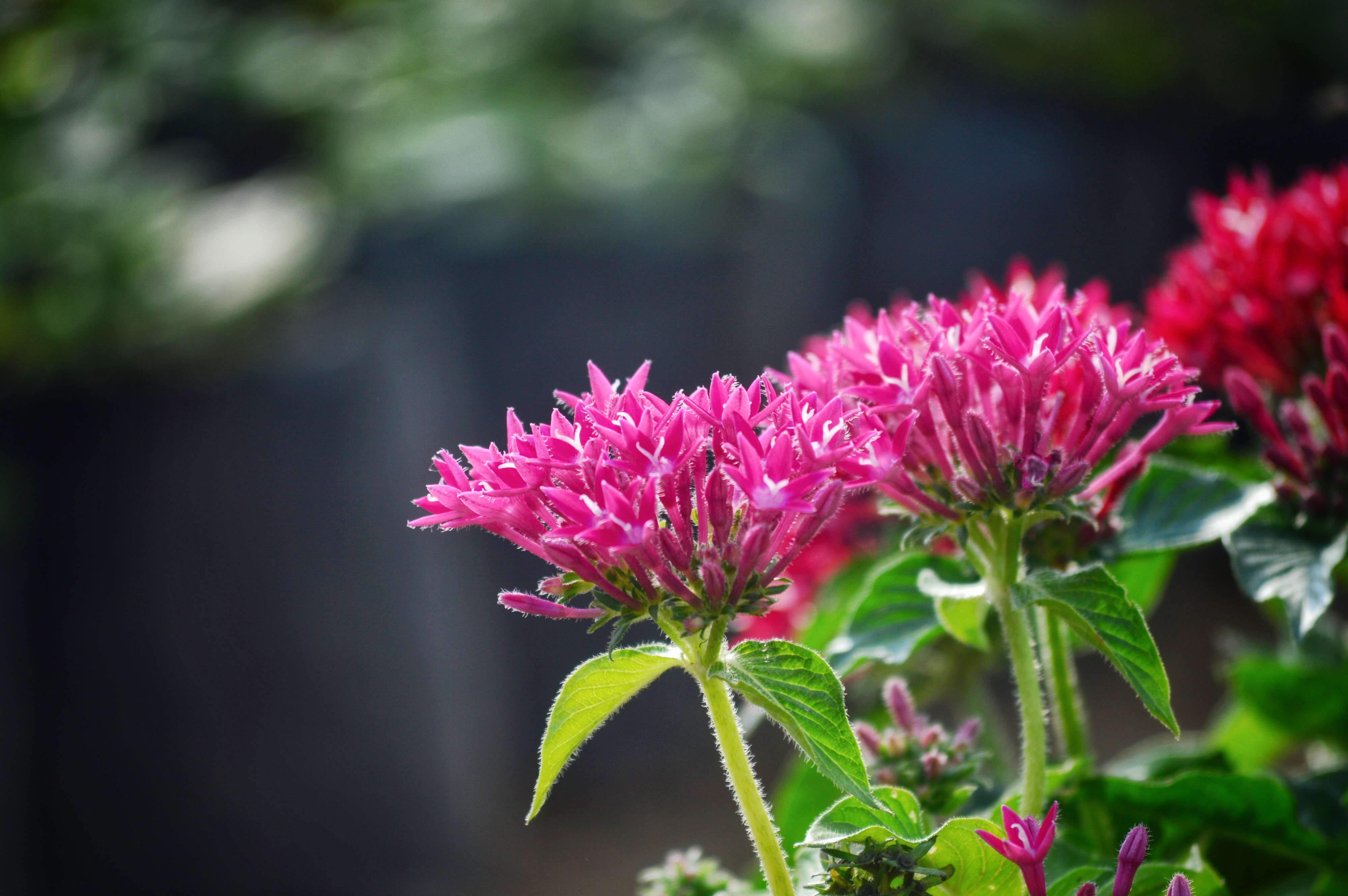 Bunch of flowers in a garden