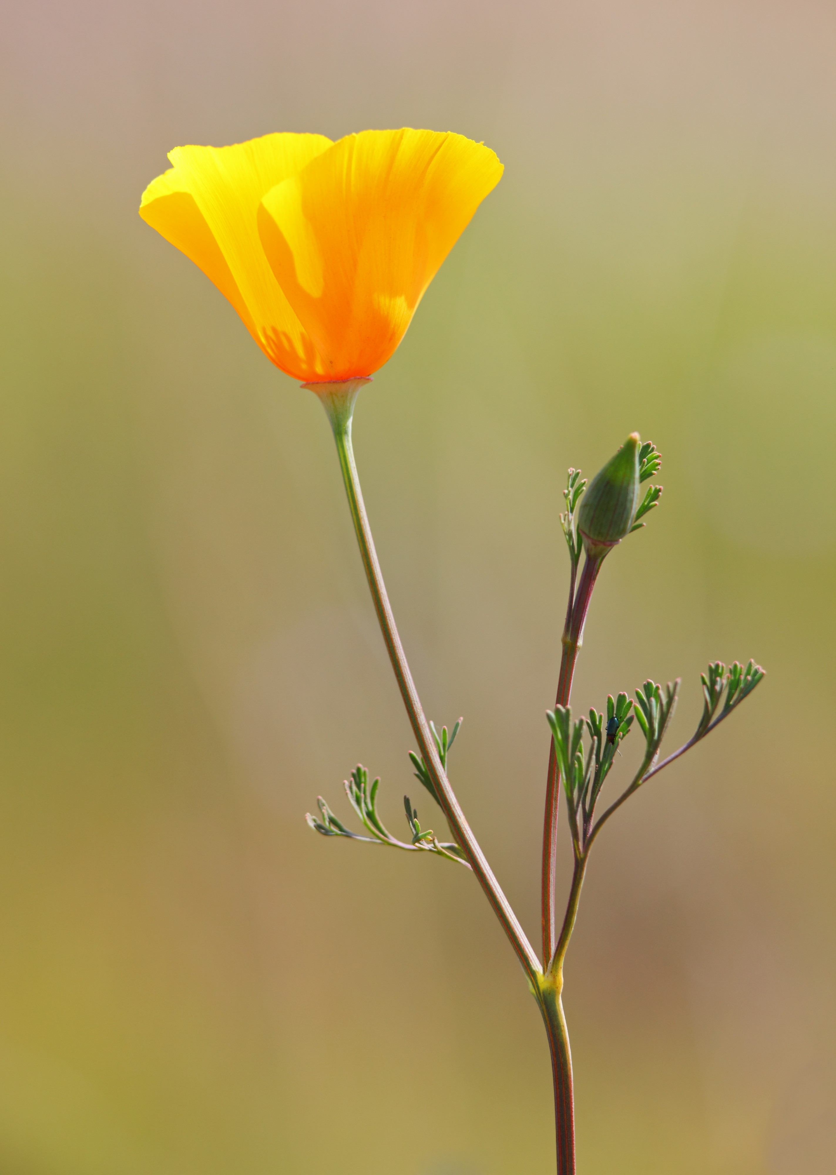 California Poppy (Eschscholzia californica)