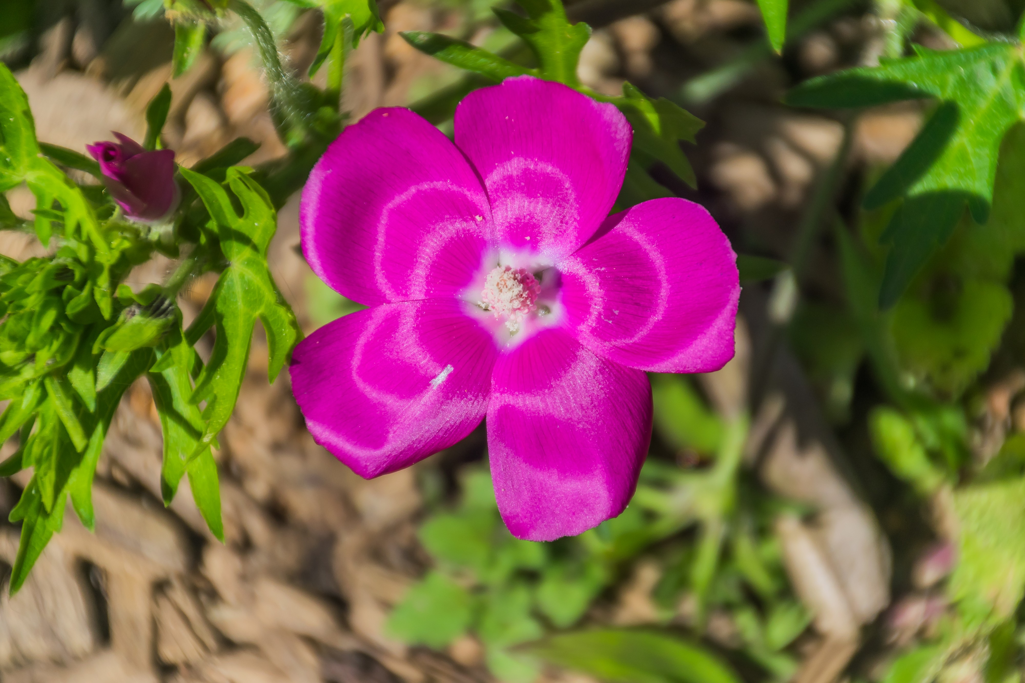 Callirhoe involucrata in Jardin botanique de la Charme 03