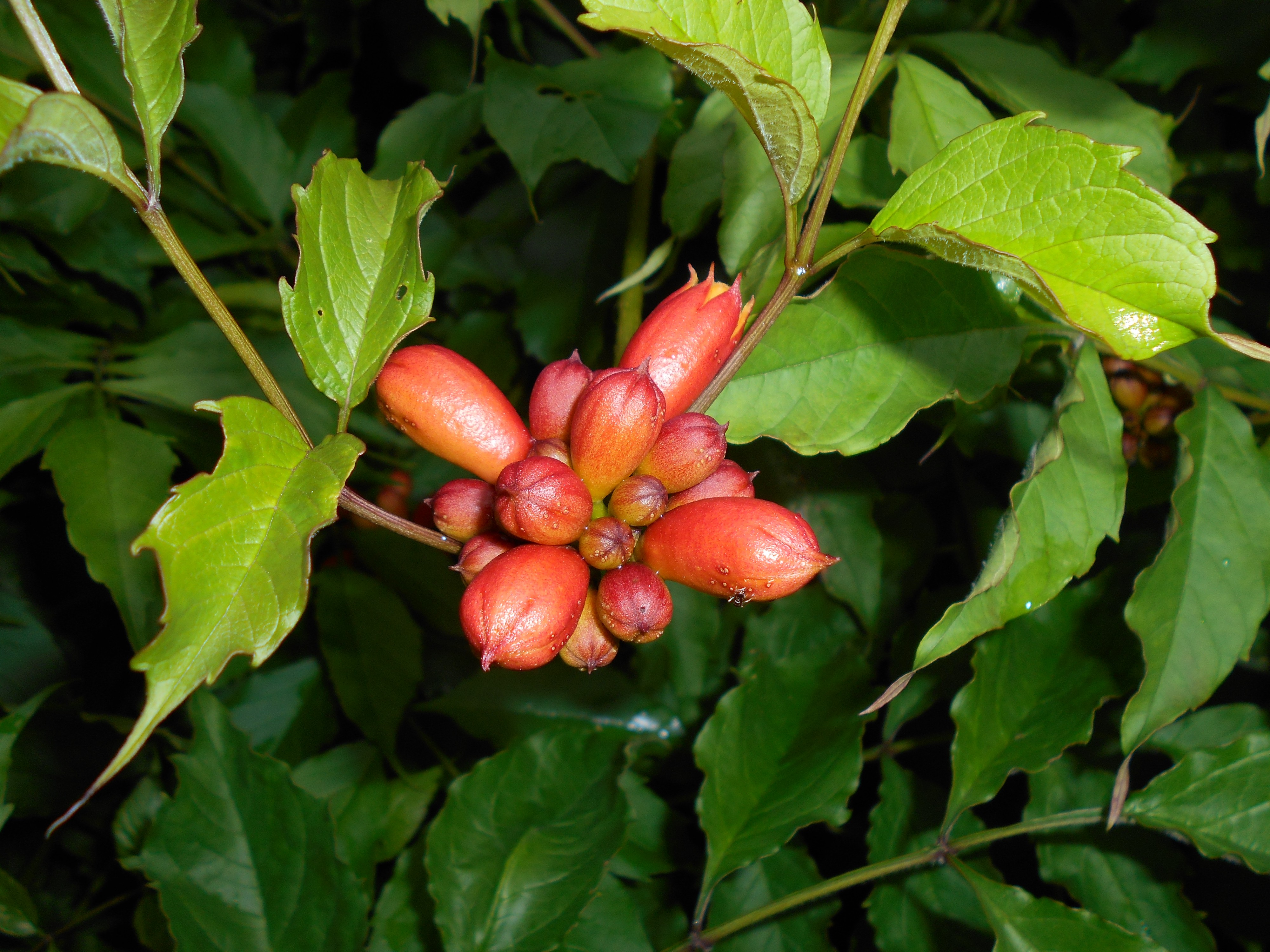 Campsis radicans 2015-07-15 4165