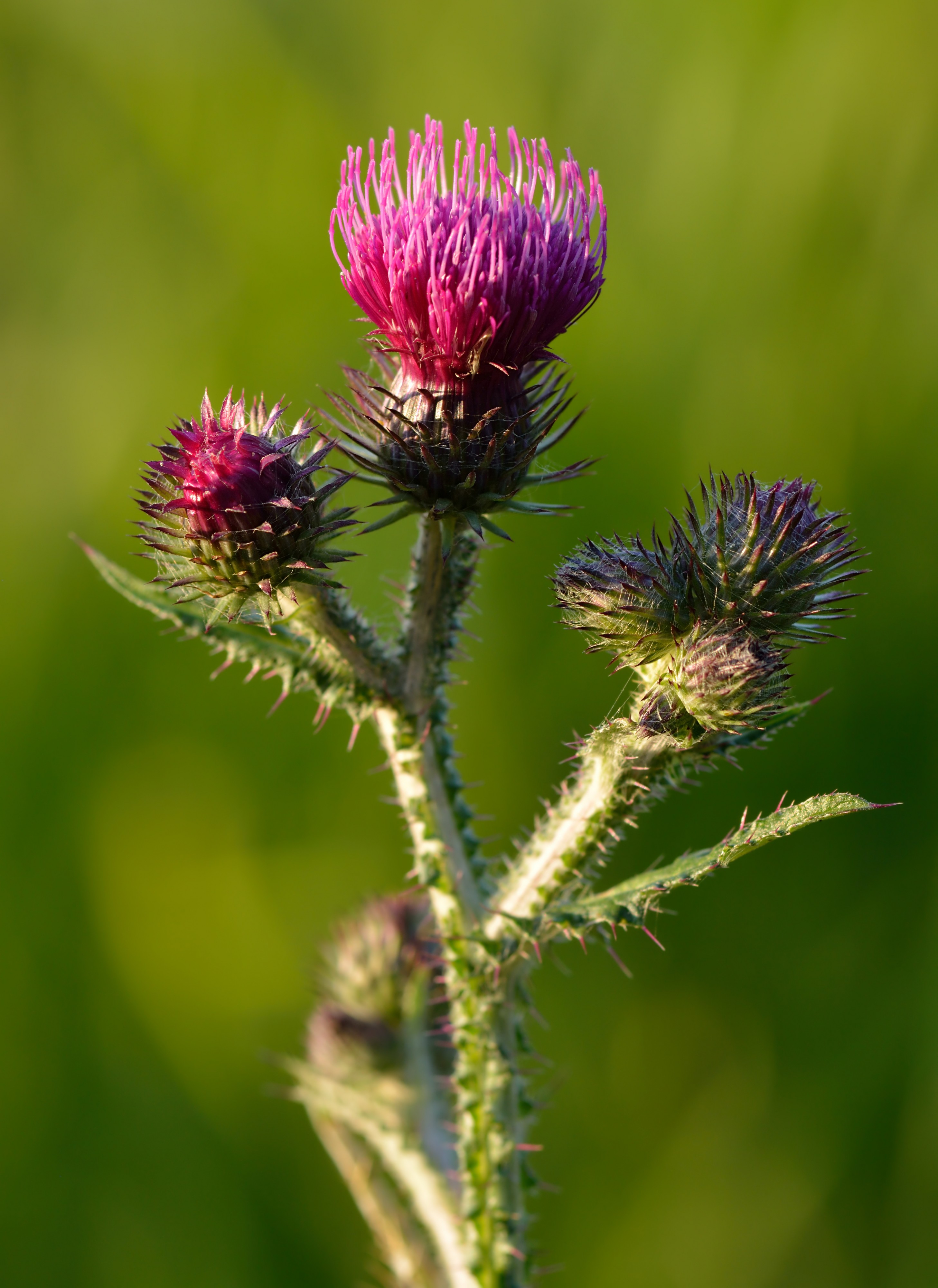 Carduus crispus - kähar karuohakas