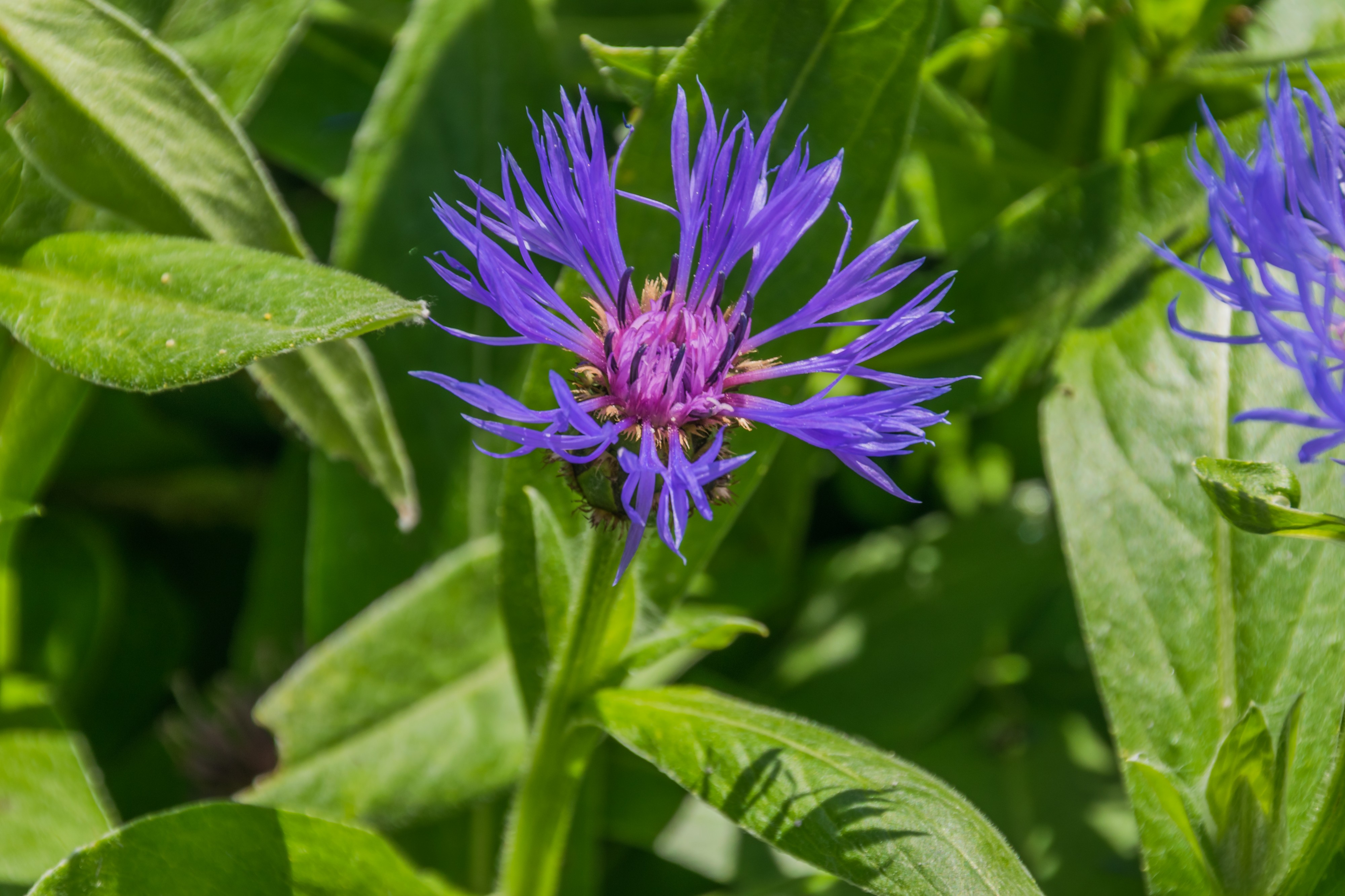 Centaurea montana in Jardin Botanique de l'Aubrac 01