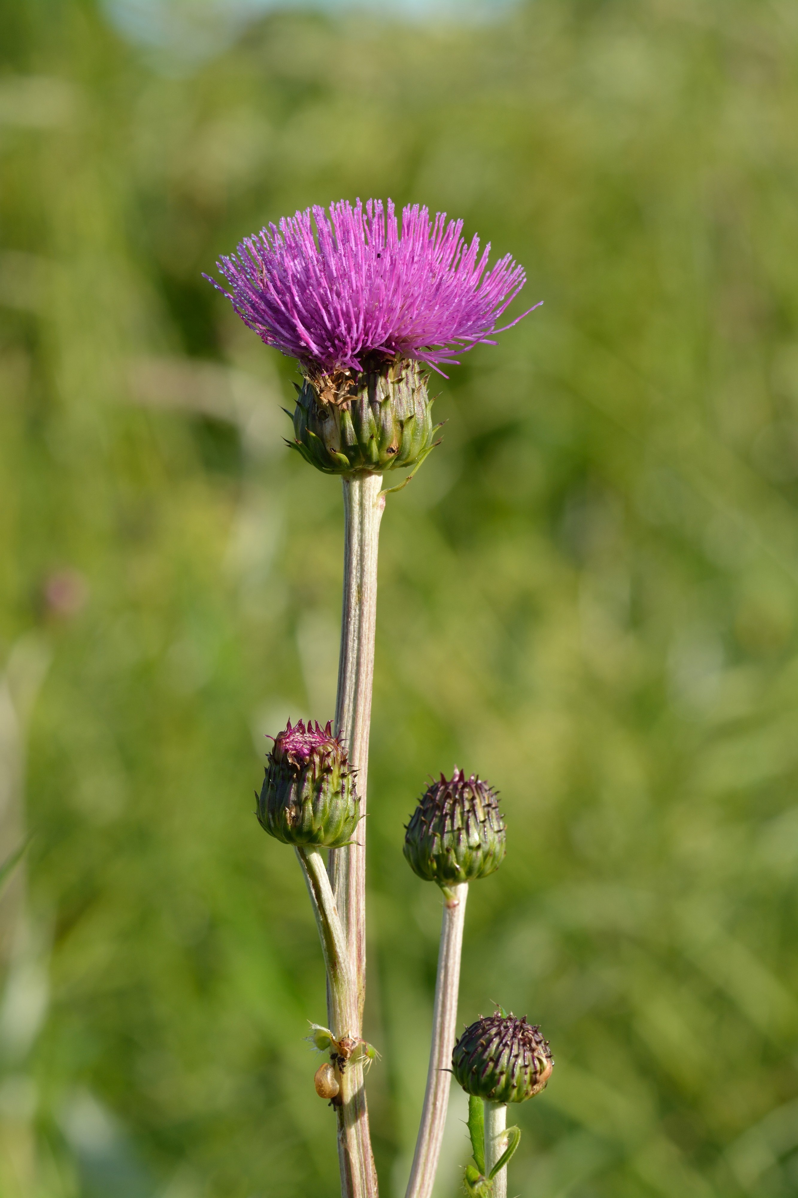 Cirsium heterophyllum - villohakas