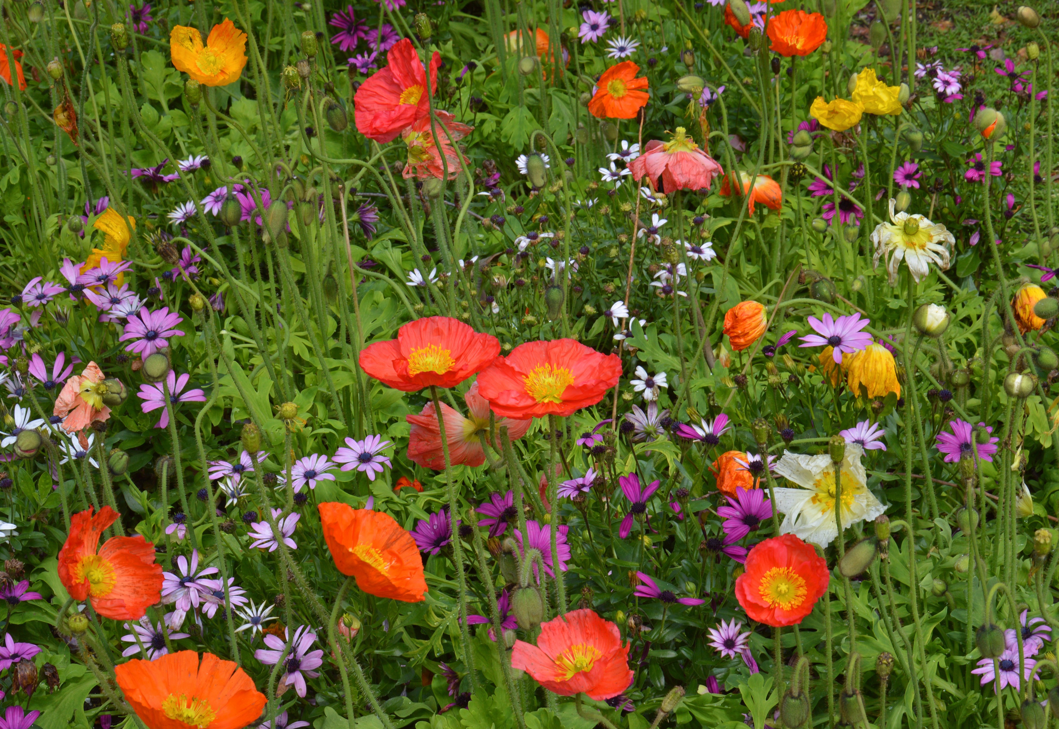 Colors! (13950558197)