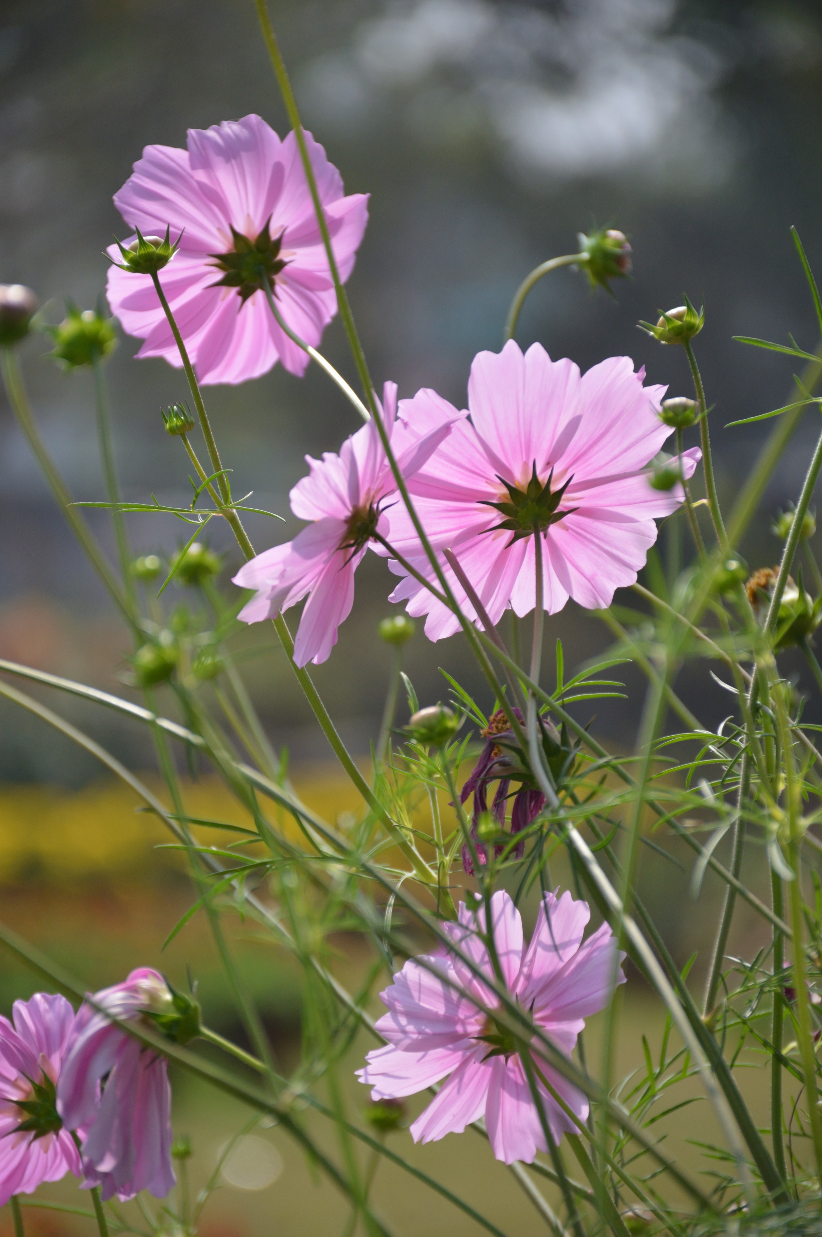 Cosmos bipinnatus - Kalyani - Nadia 2017-02-05 5186