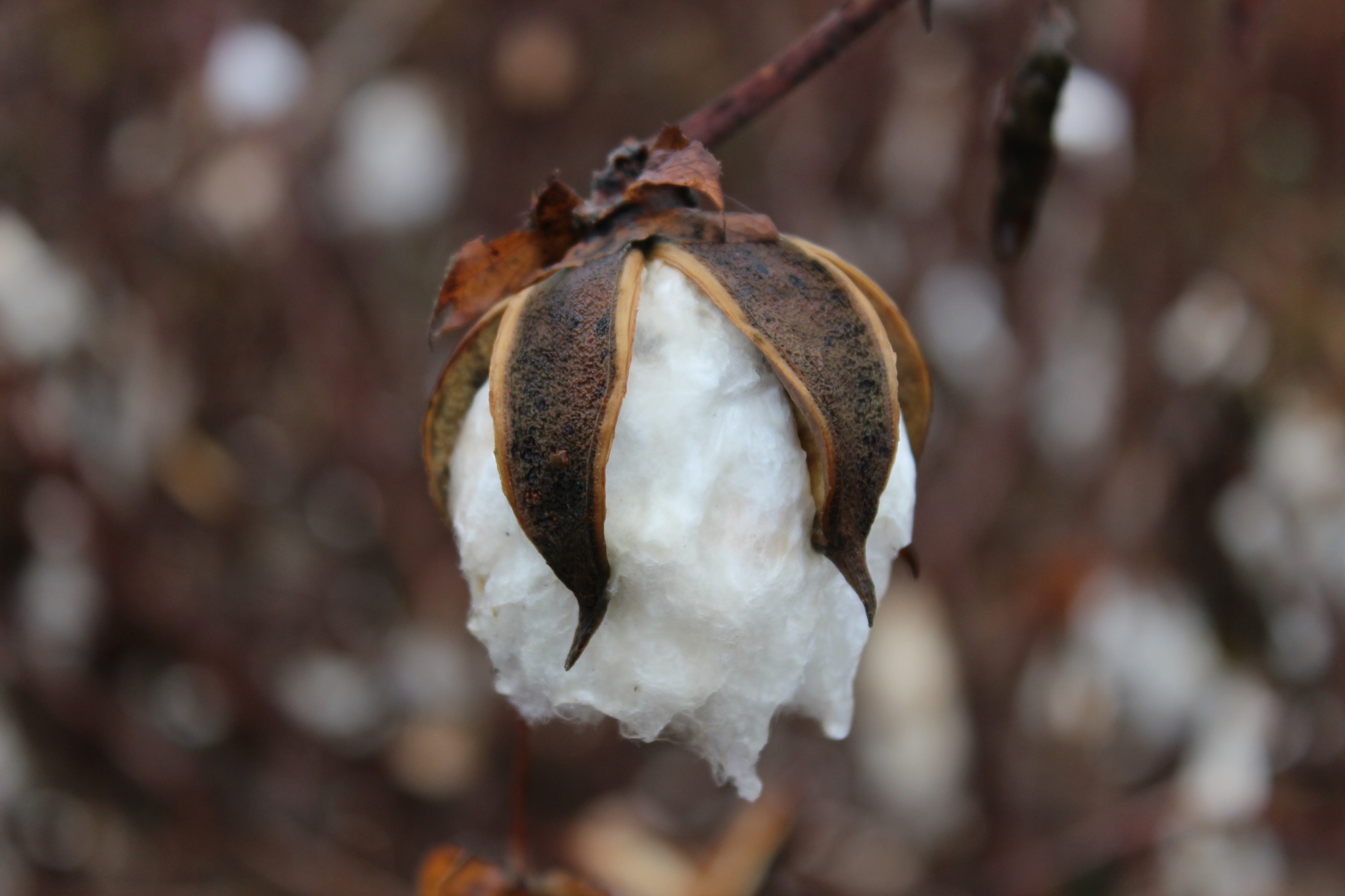 Cotton boll nearly ready for harvest