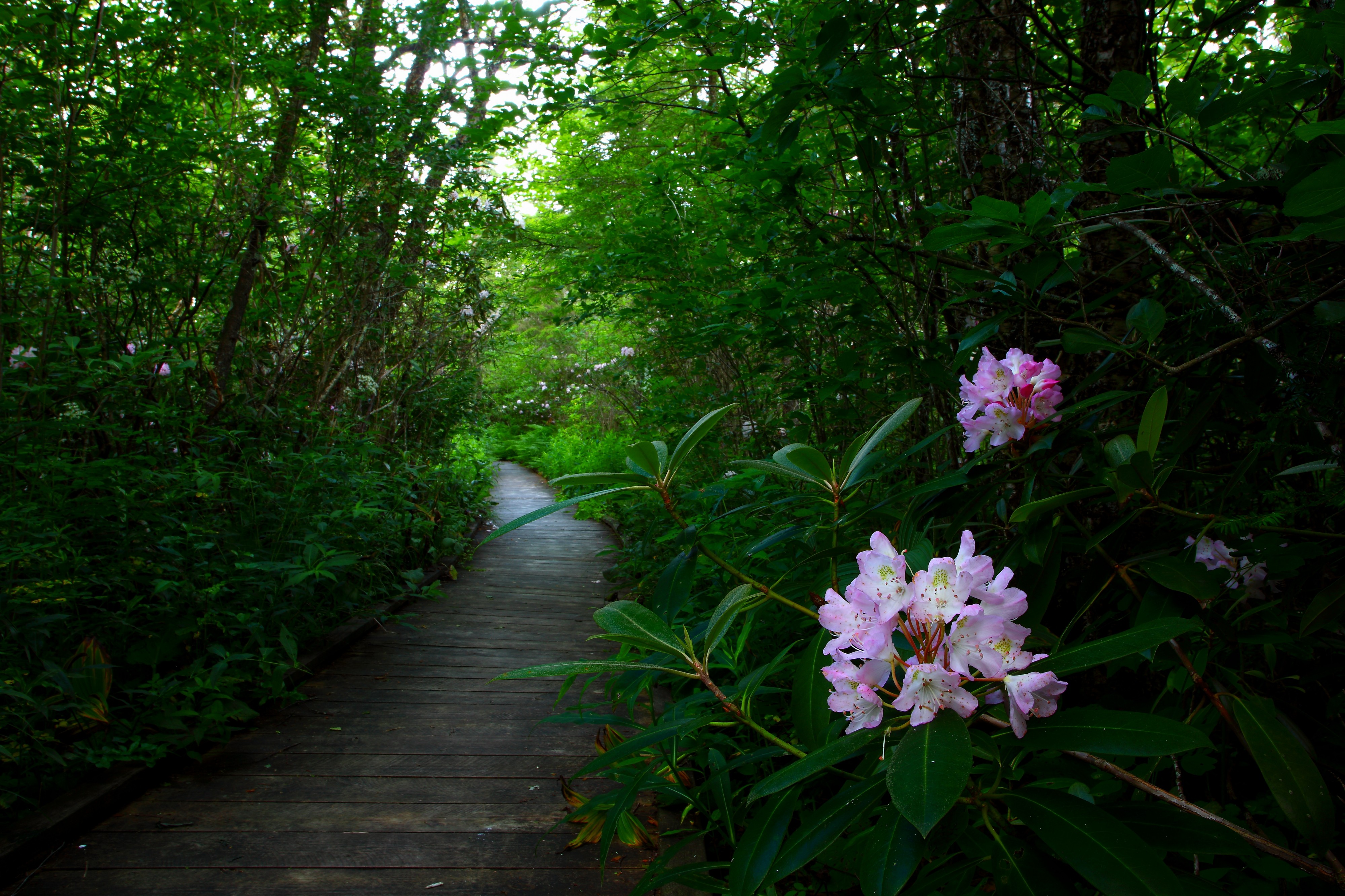 Cranberry-glades-rhododendron - West Virginia - ForestWander