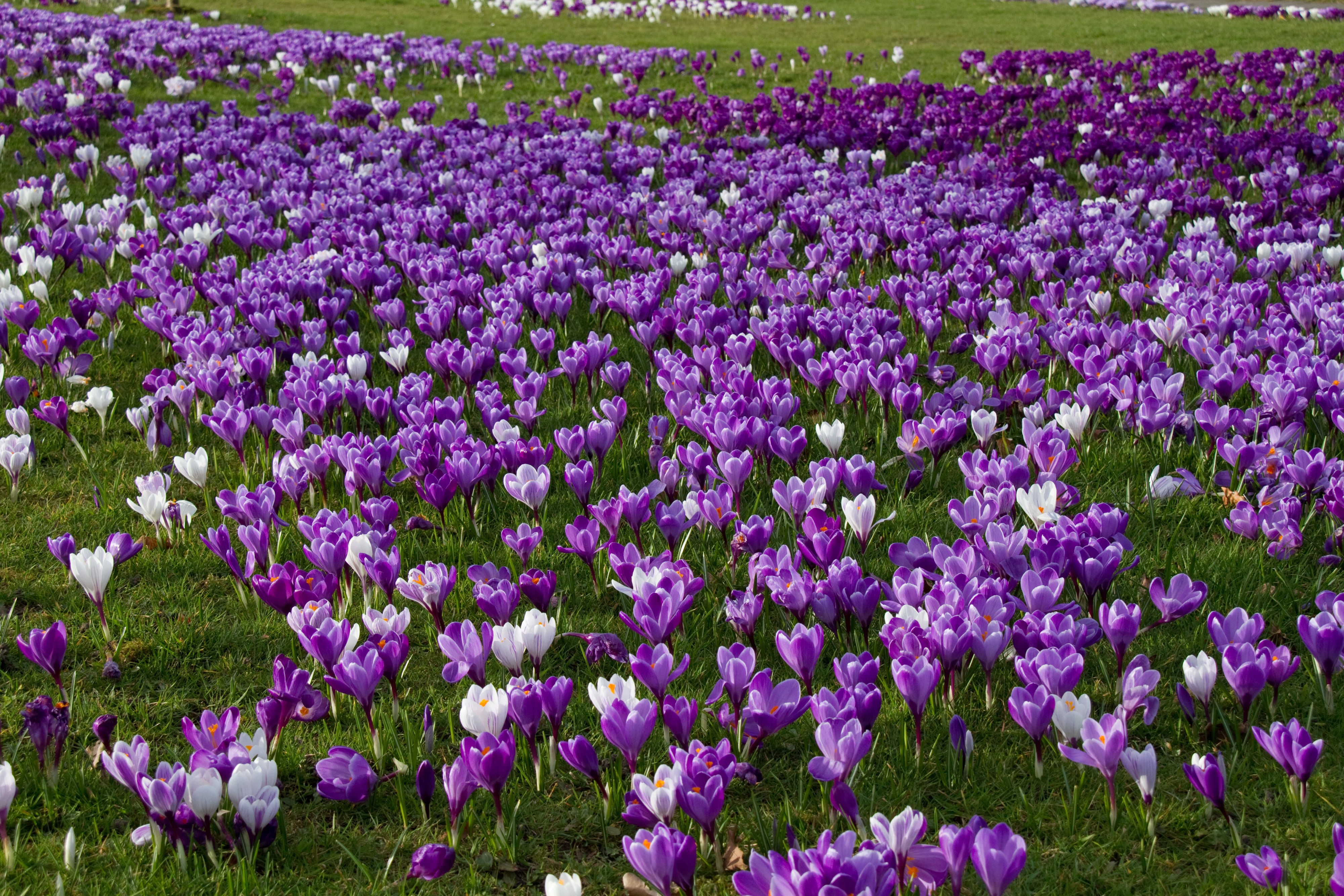 Crocuses 2 (6813369382)