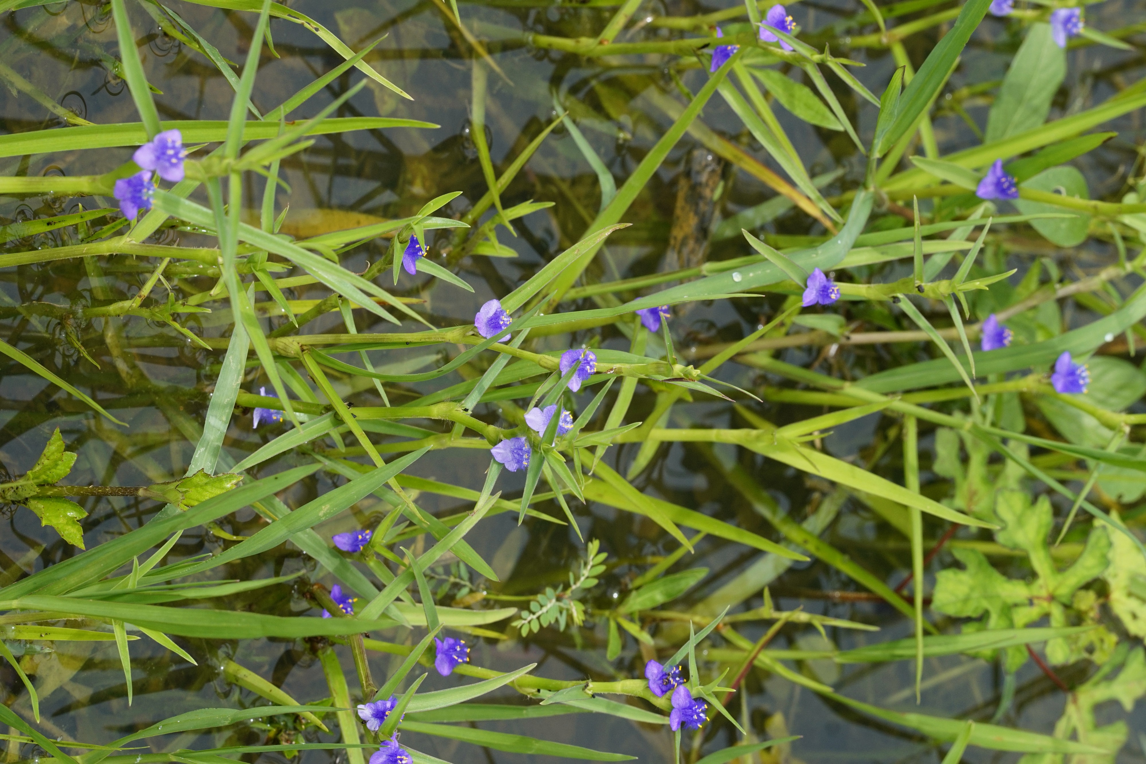 Cyanotis sp 7948