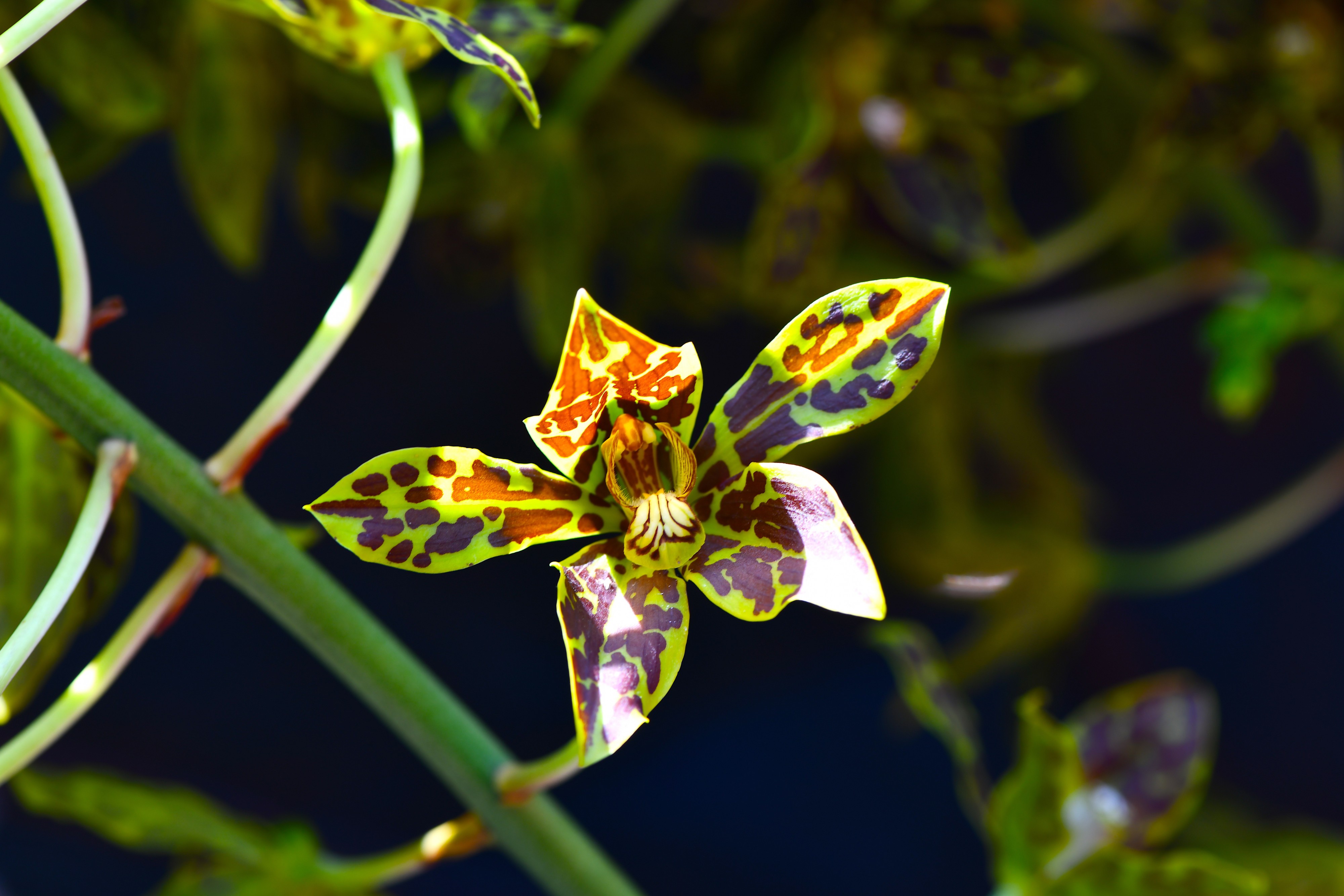 D85 45051 Plant of Thailand Photographed by Trisorn Triboon
