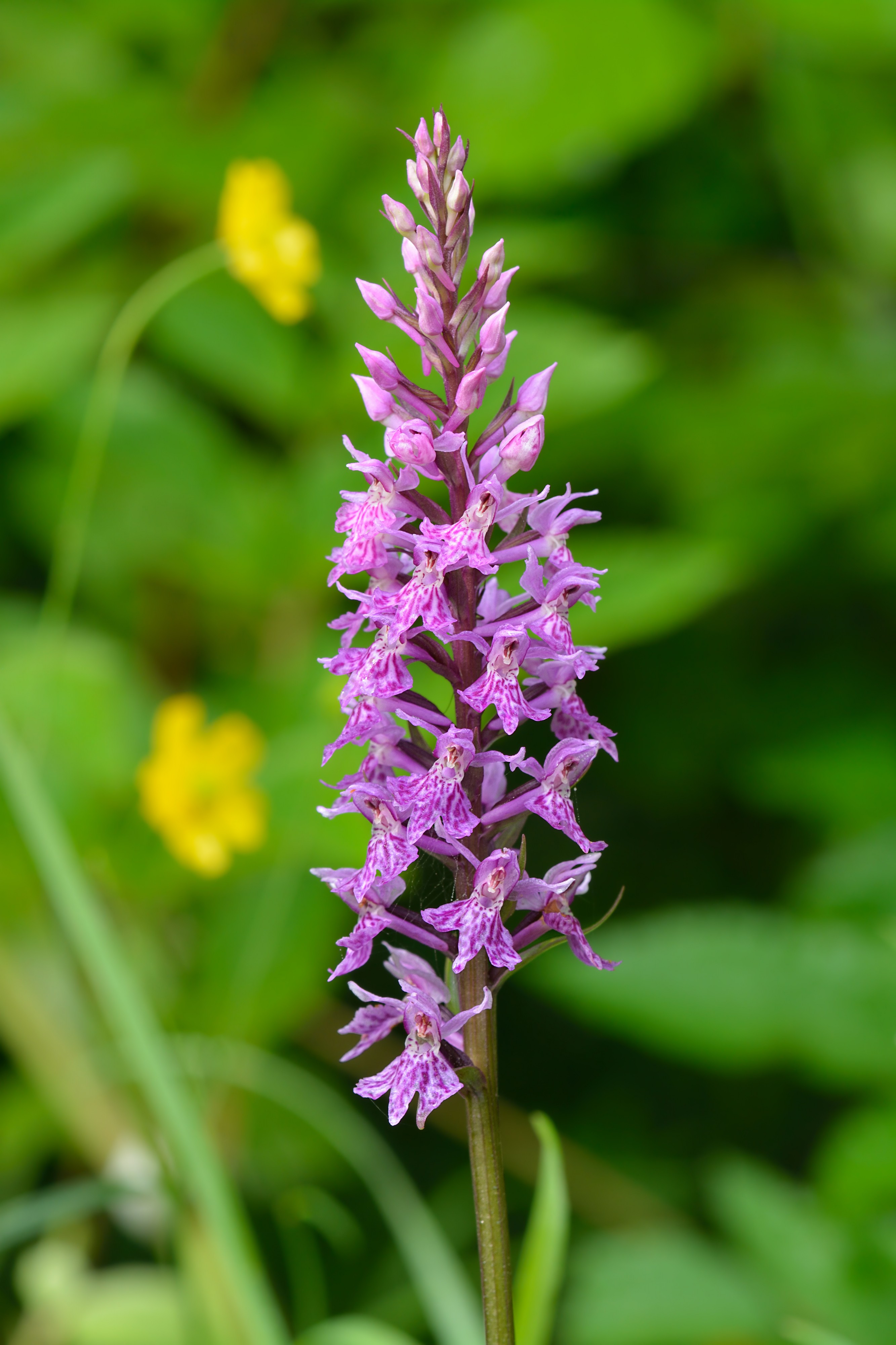 Dactylorhiza fuchsii - vööthuul-sõrmkäpp Pakri