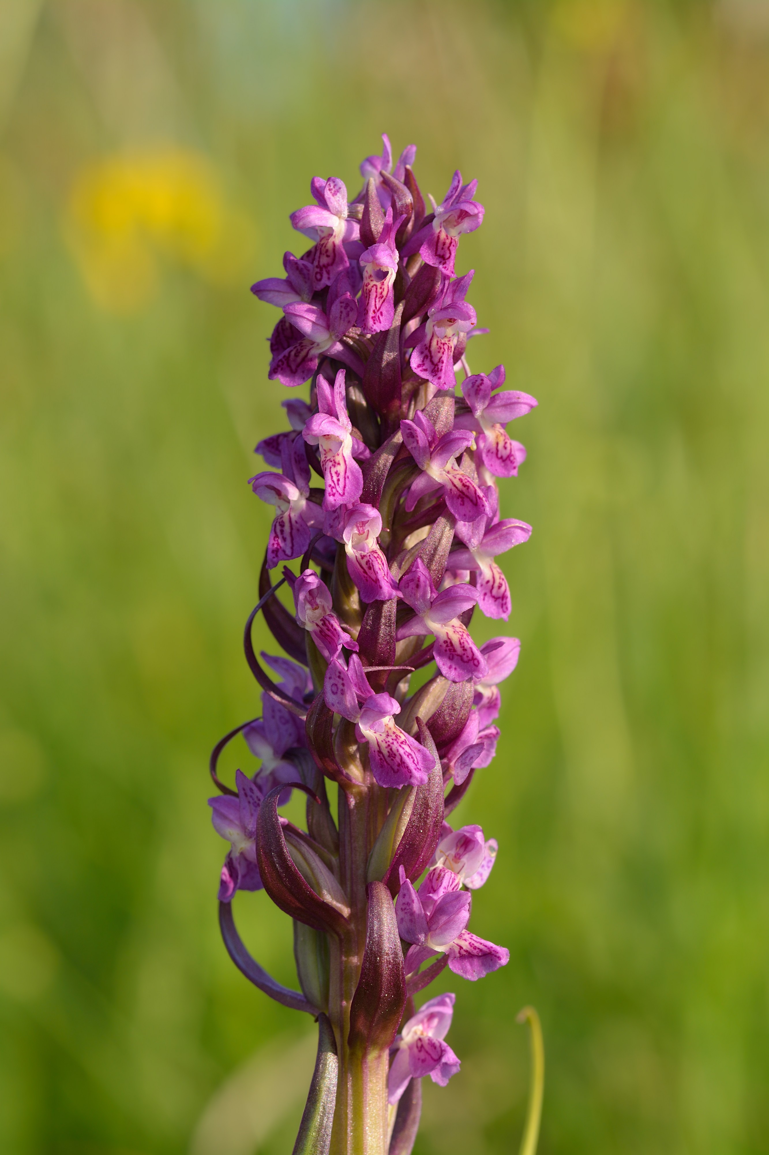 Dactylorhiza incarnata - kahkjaspunane sõrmkäpp Pakri